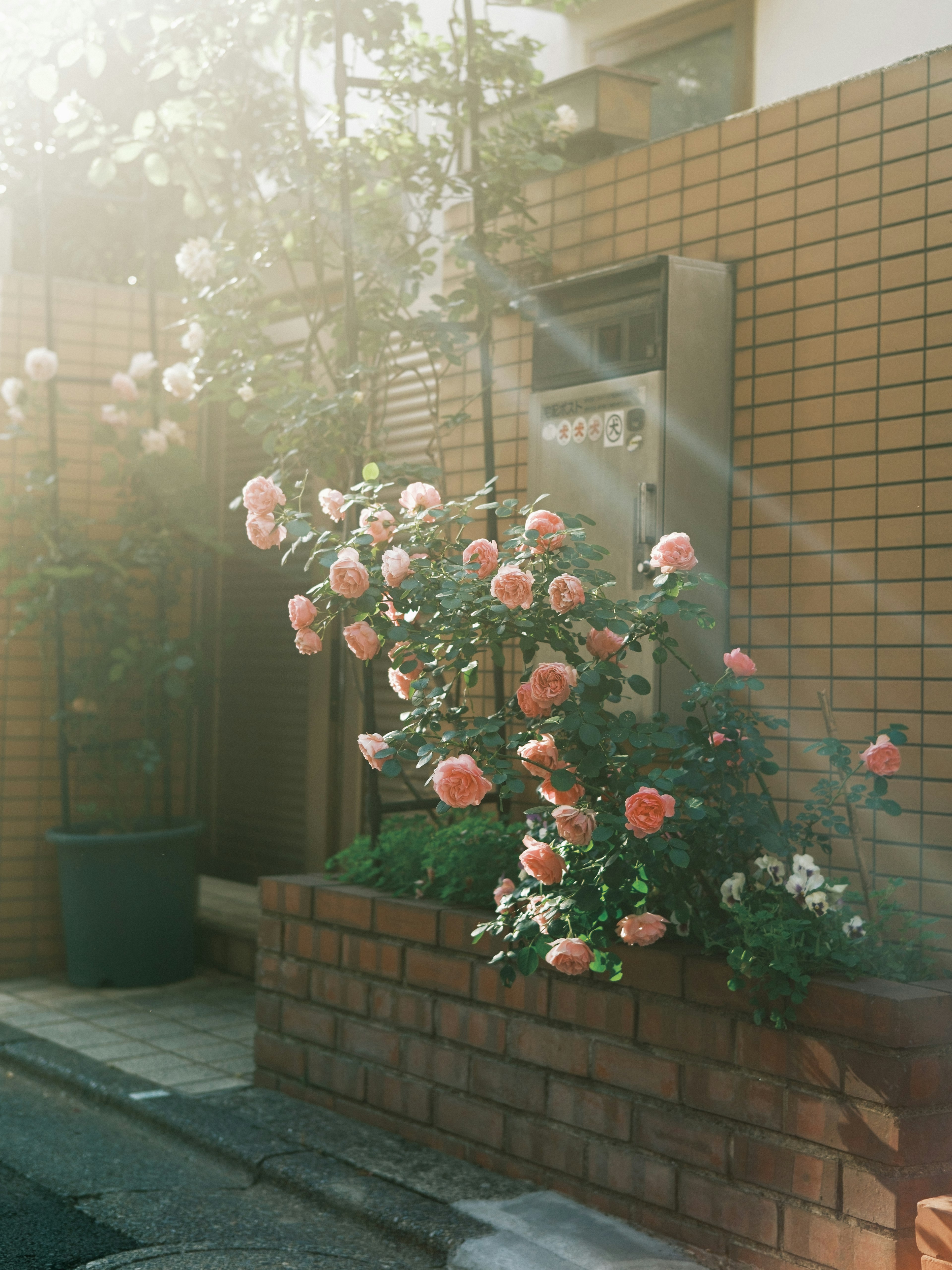 Un jardin avec des roses roses pâles en fleurs le long d'un mur en briques