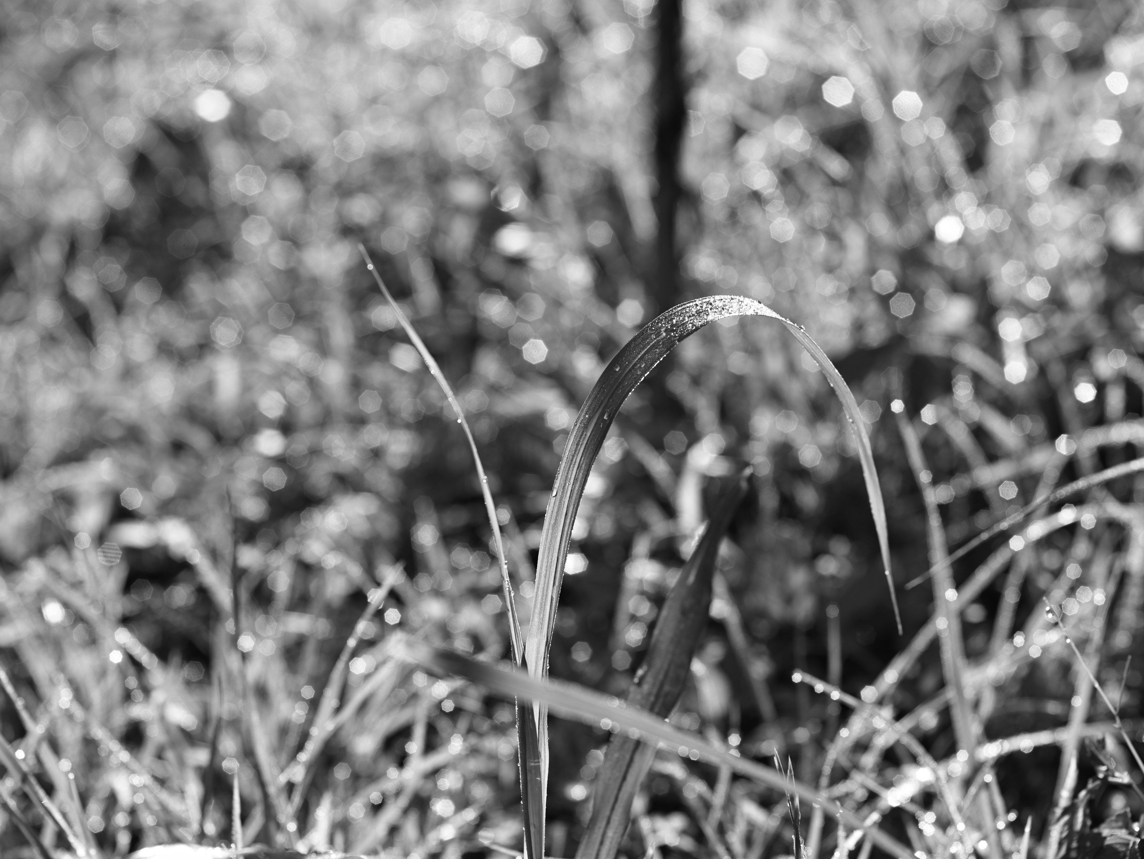 Black and white image of grass with glistening dew drops