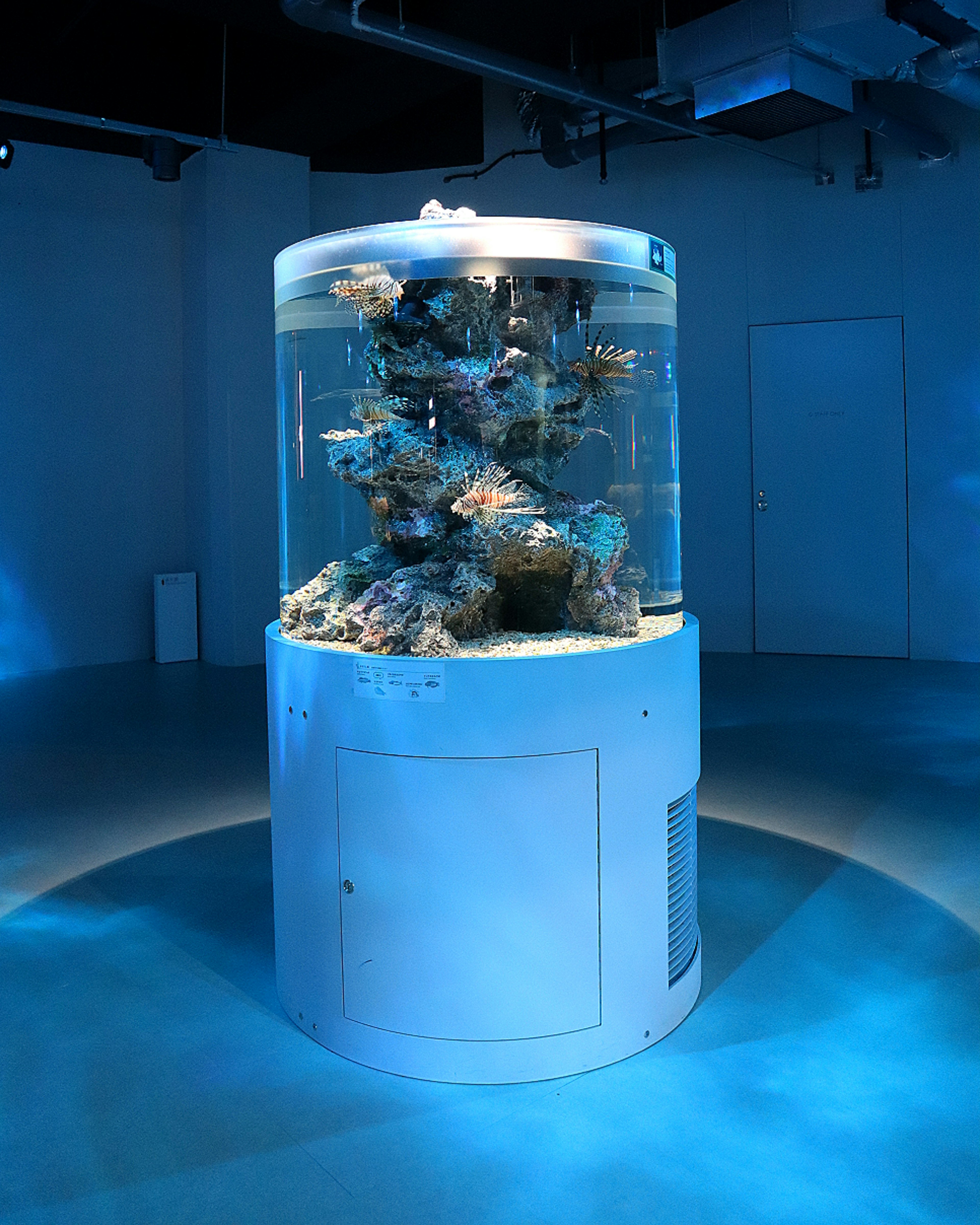 Zylindrisches Aquarium mit Korallen, beleuchtet von blauem Licht