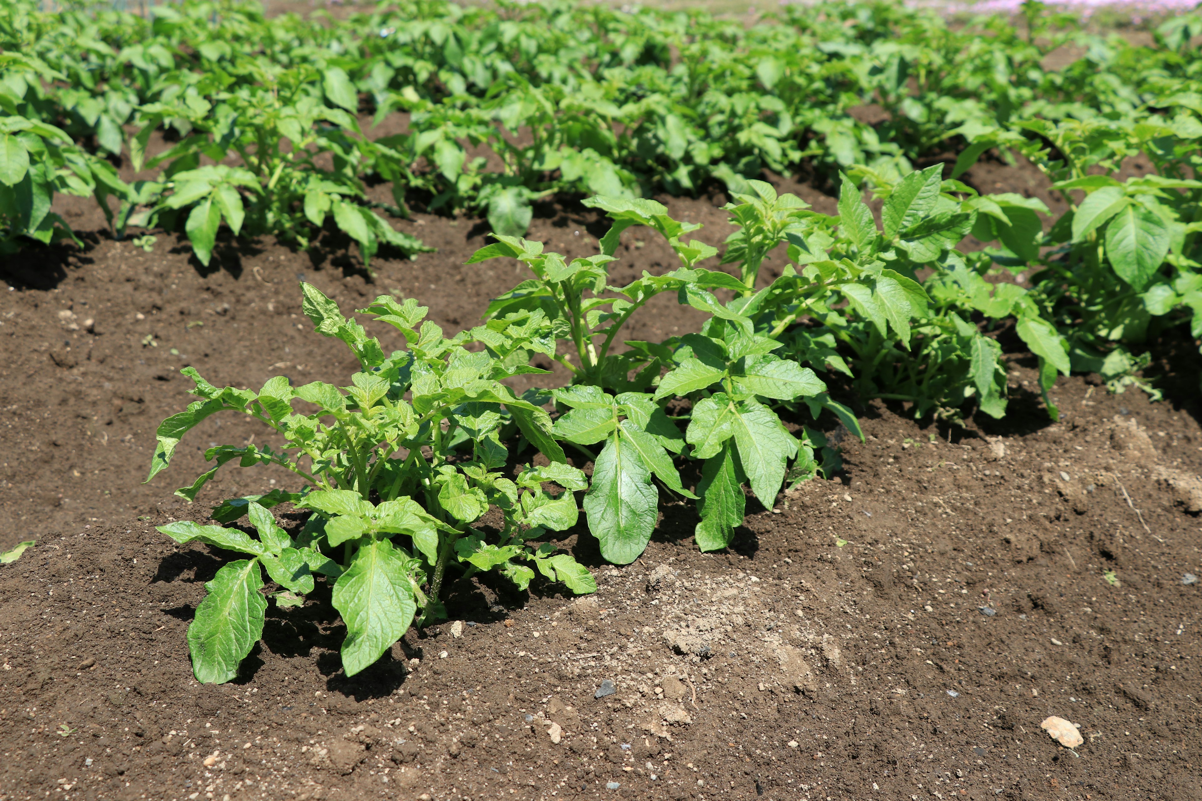 A field of green potato plants growing in rich soil