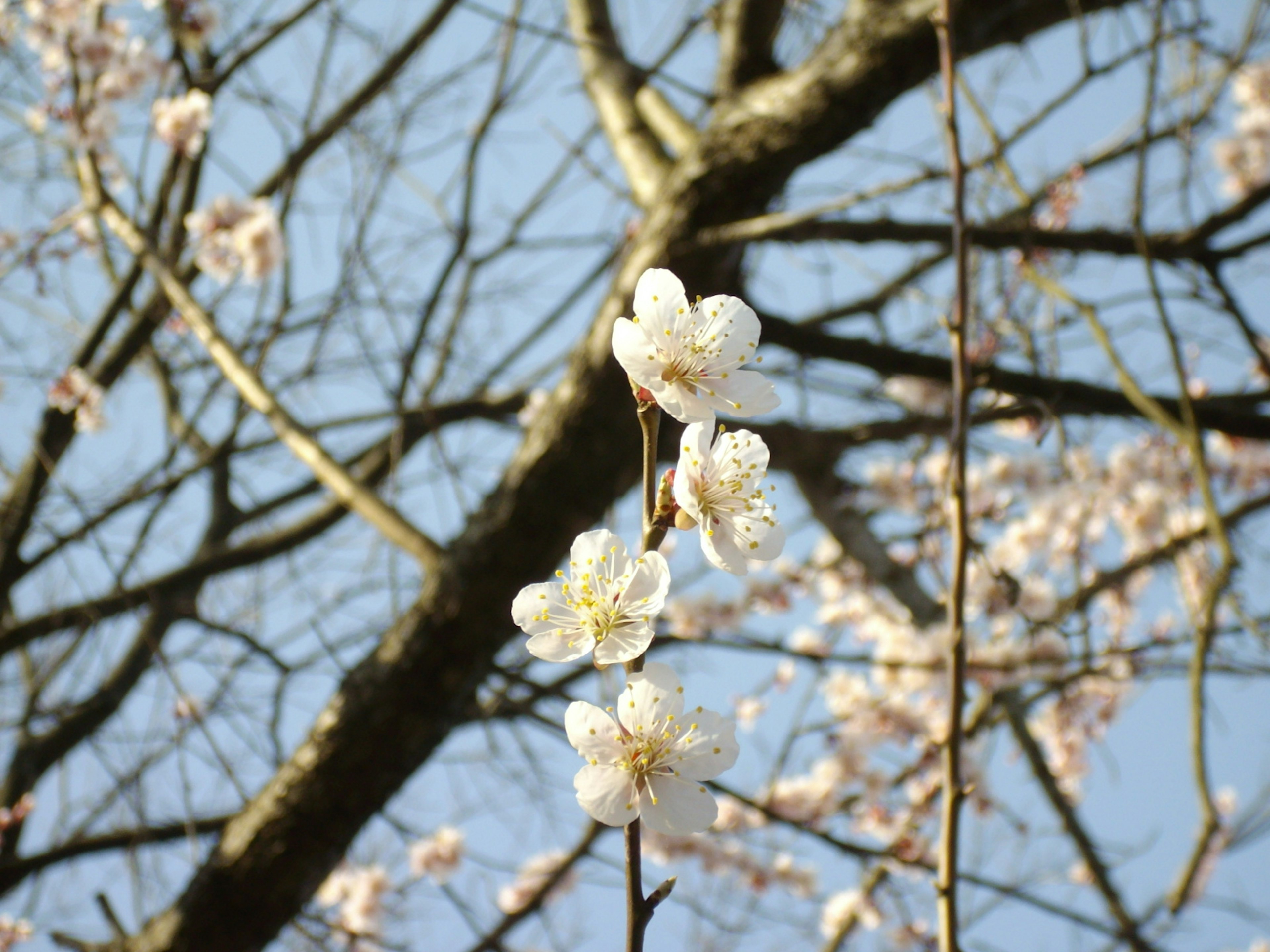 Nahaufnahme von weißen Kirschblüten vor blauem Himmel