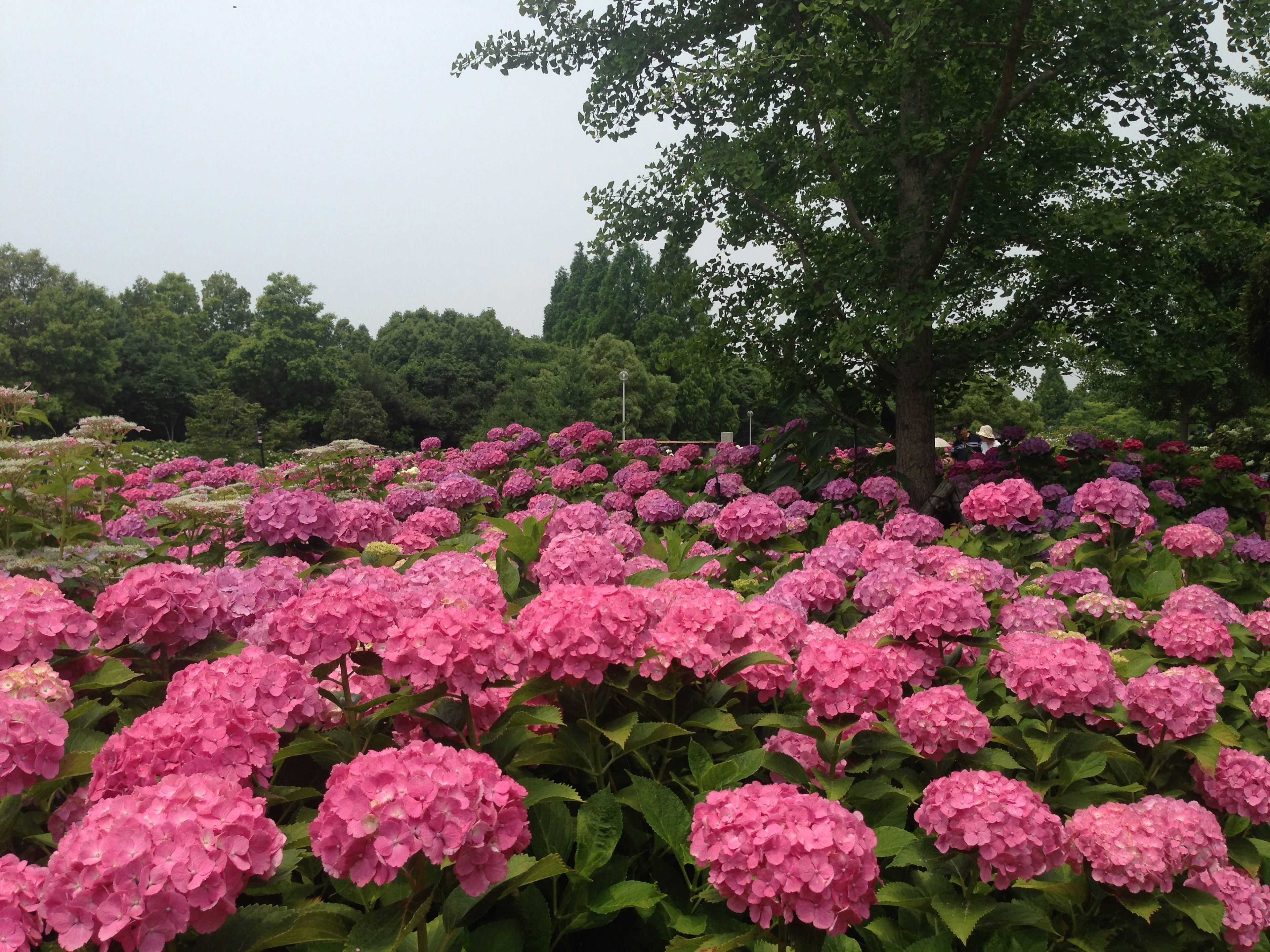 A garden scene filled with blooming pink hydrangeas