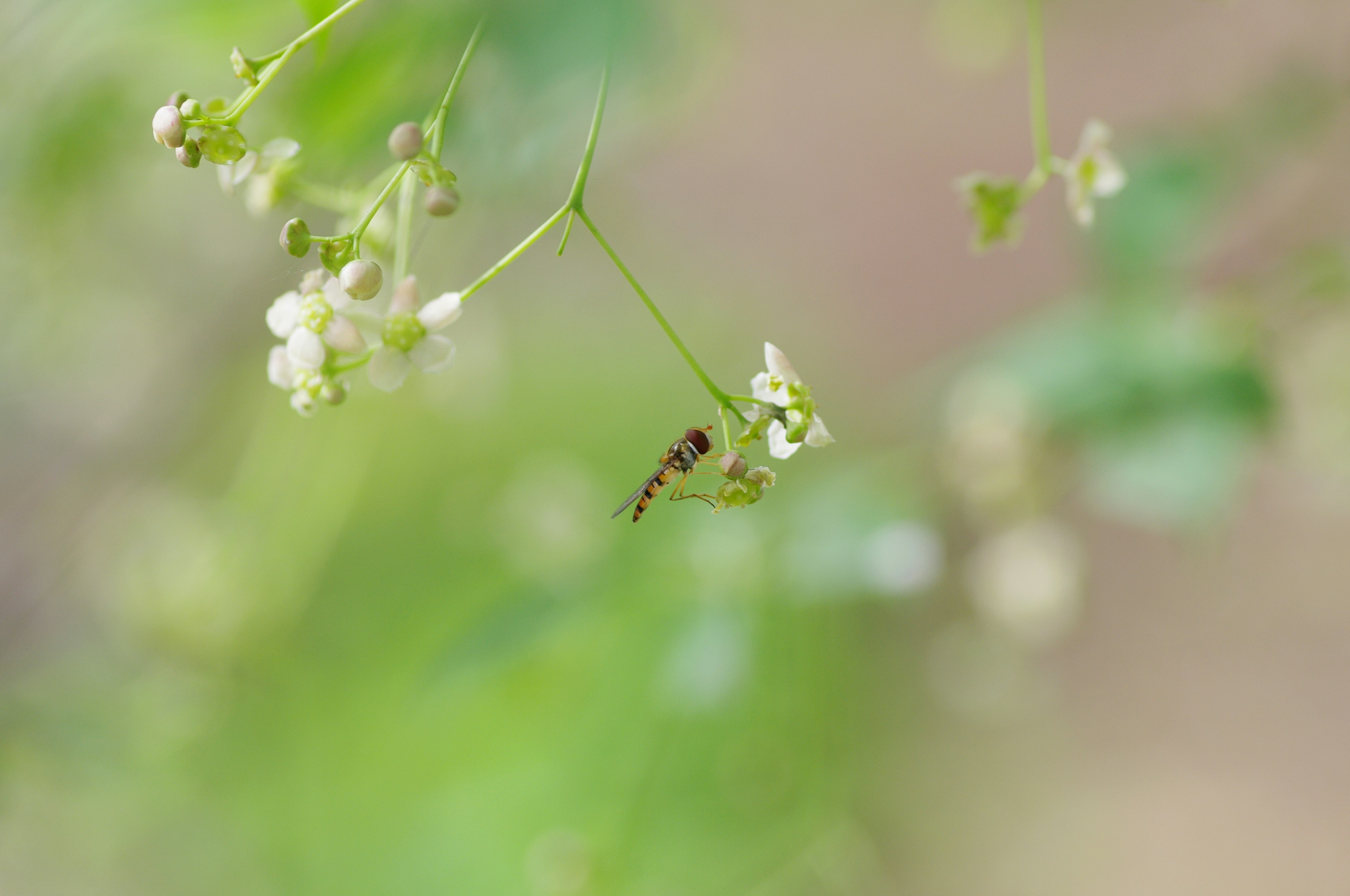 Nahaufnahme von zarten weißen Blumen mit einem kleinen Insekt auf grünem Hintergrund