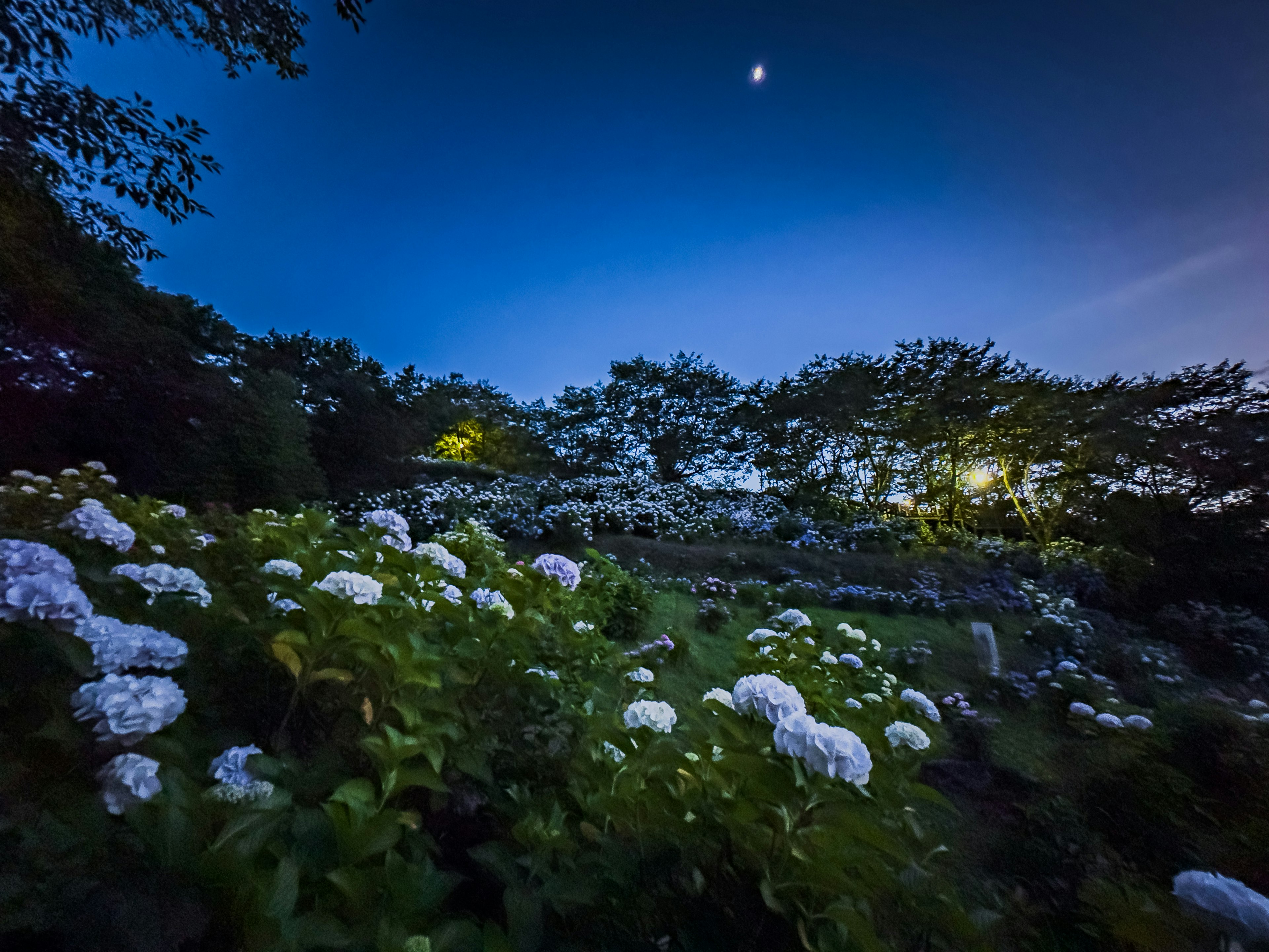 夜空の下に咲く白い花々と薄明かりの風景