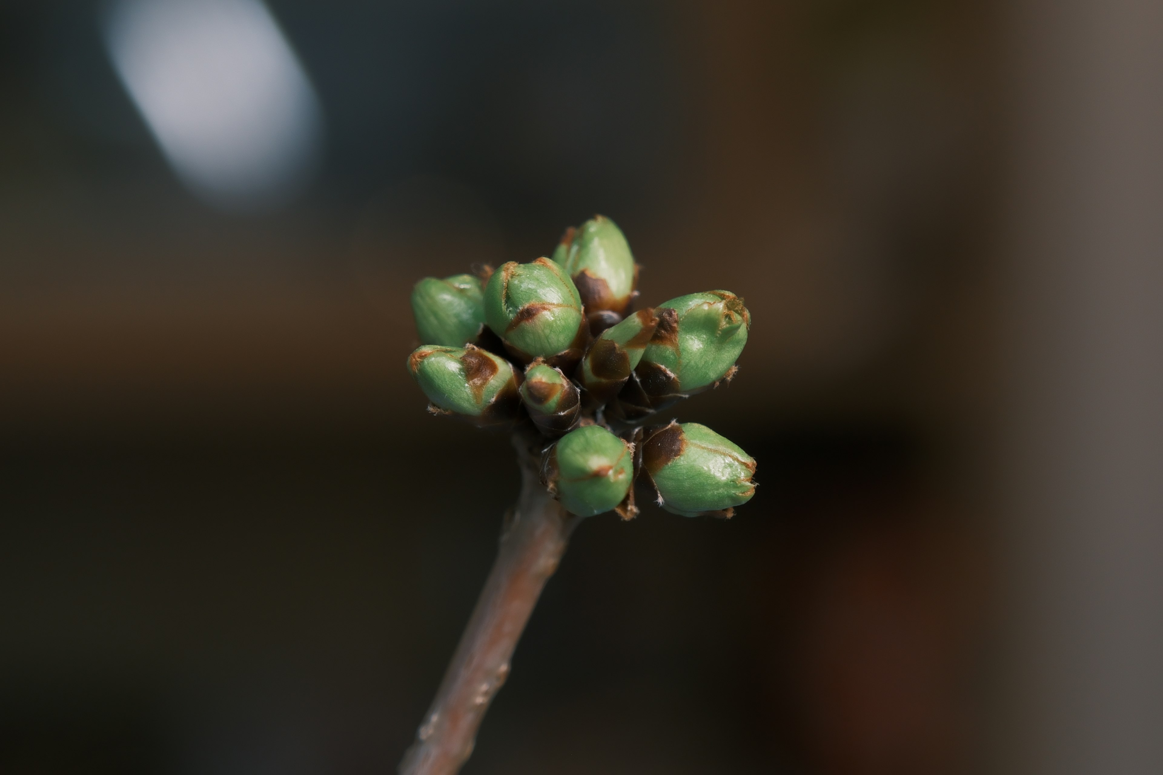 Gros plan d'une branche avec des bourgeons verts groupés