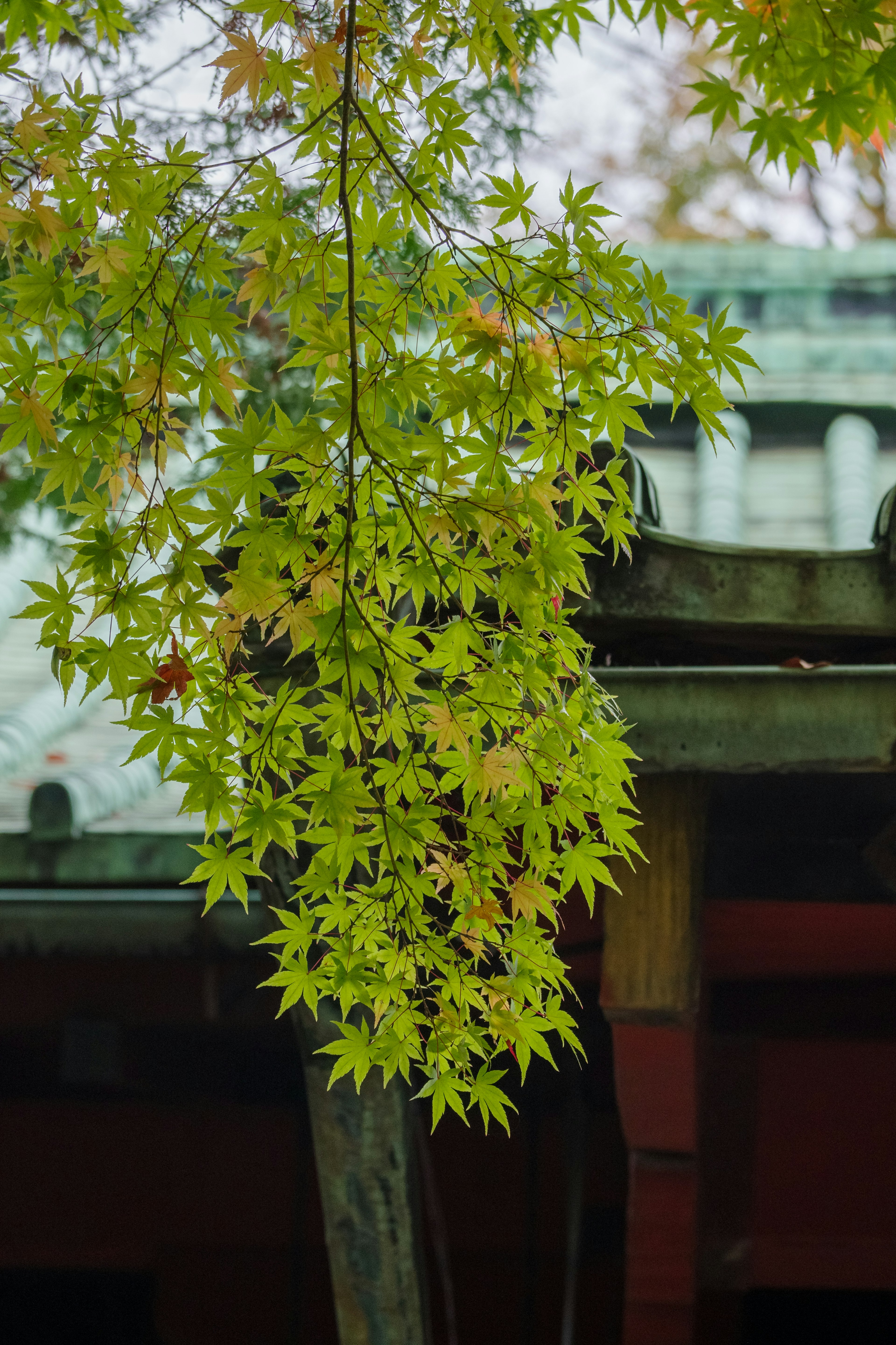 Green leaves hanging from a traditional Japanese building