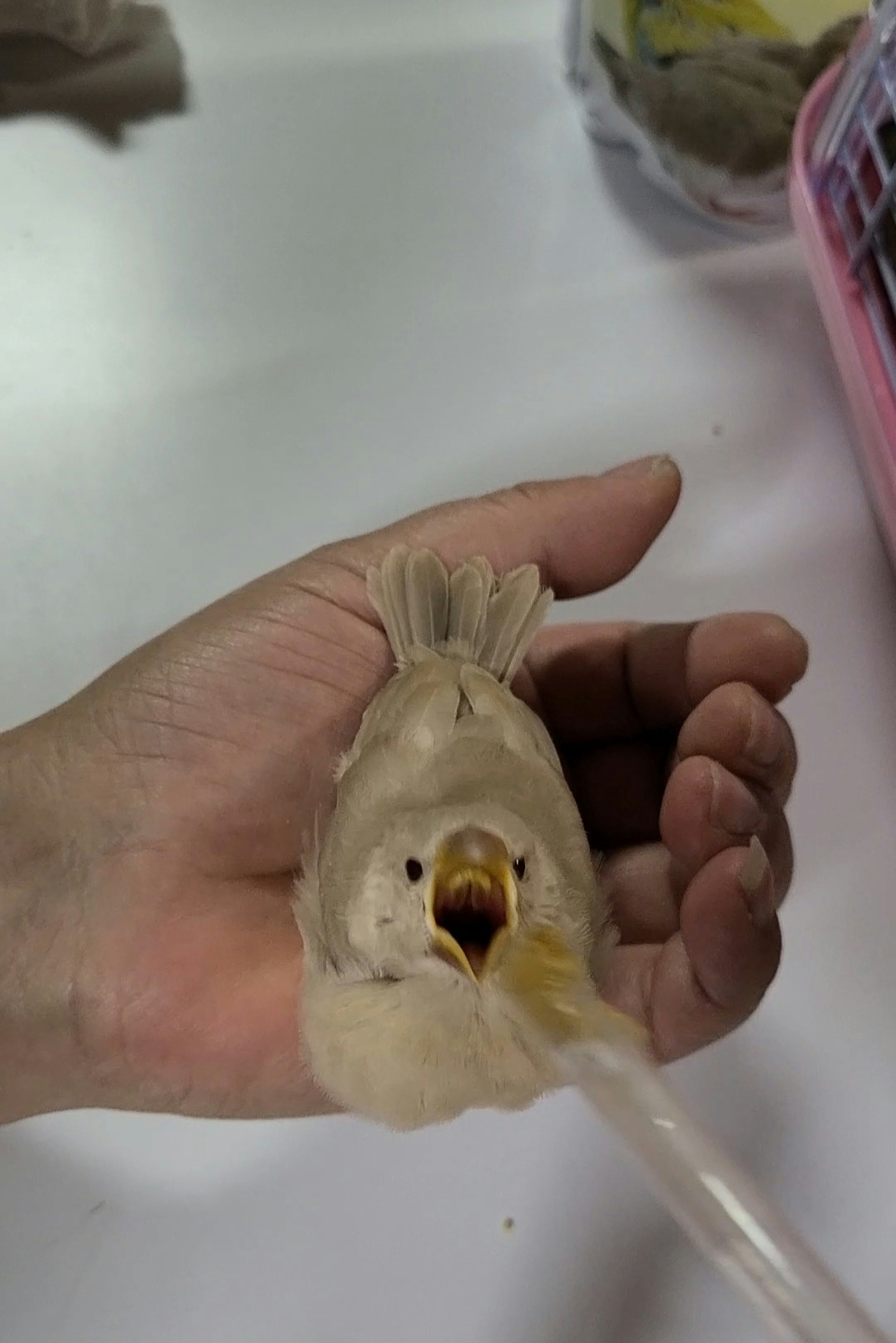 Image of a bird's head and beak in a hand