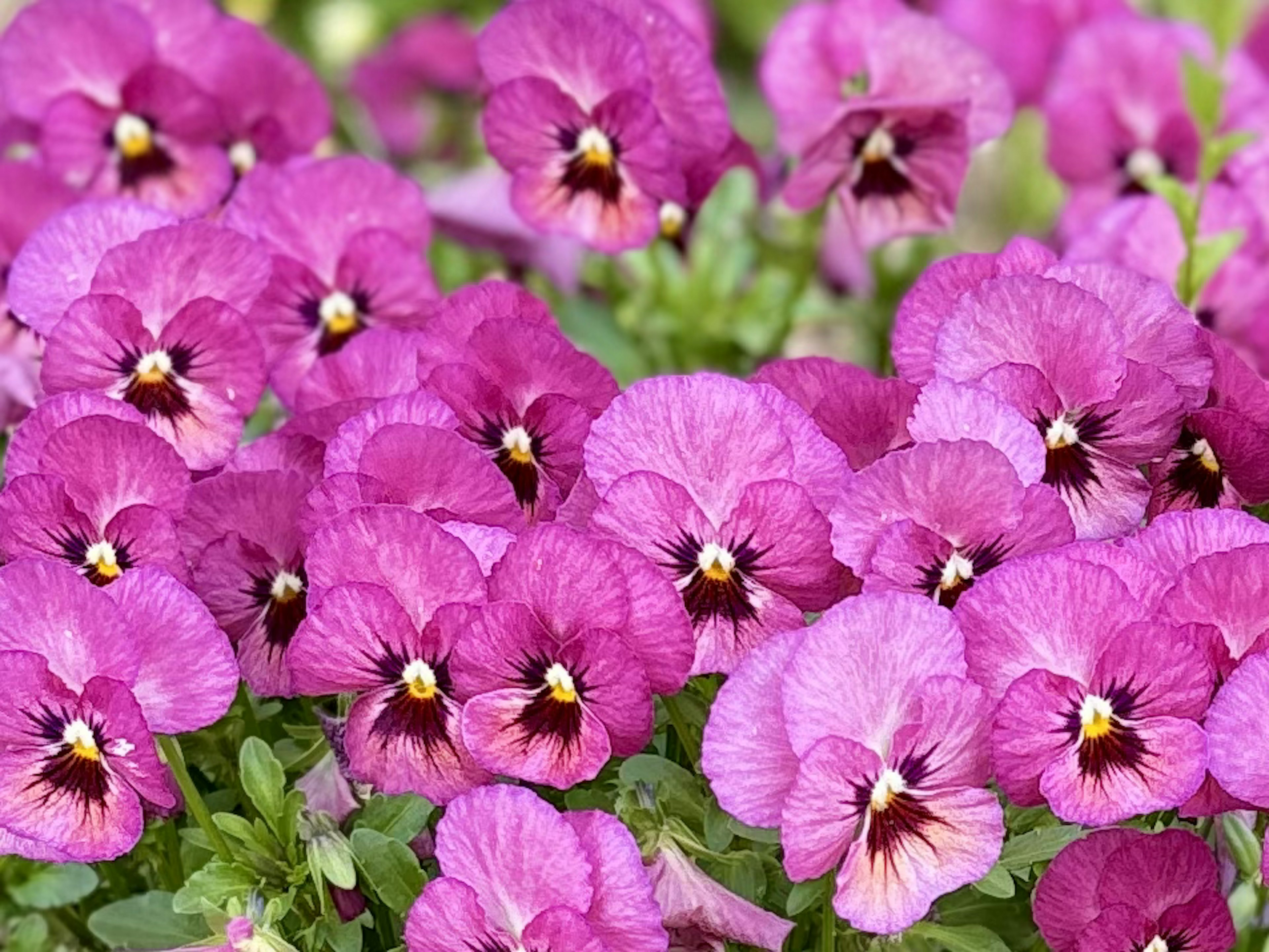 鮮やかな紫色のパンジーの花が咲いている