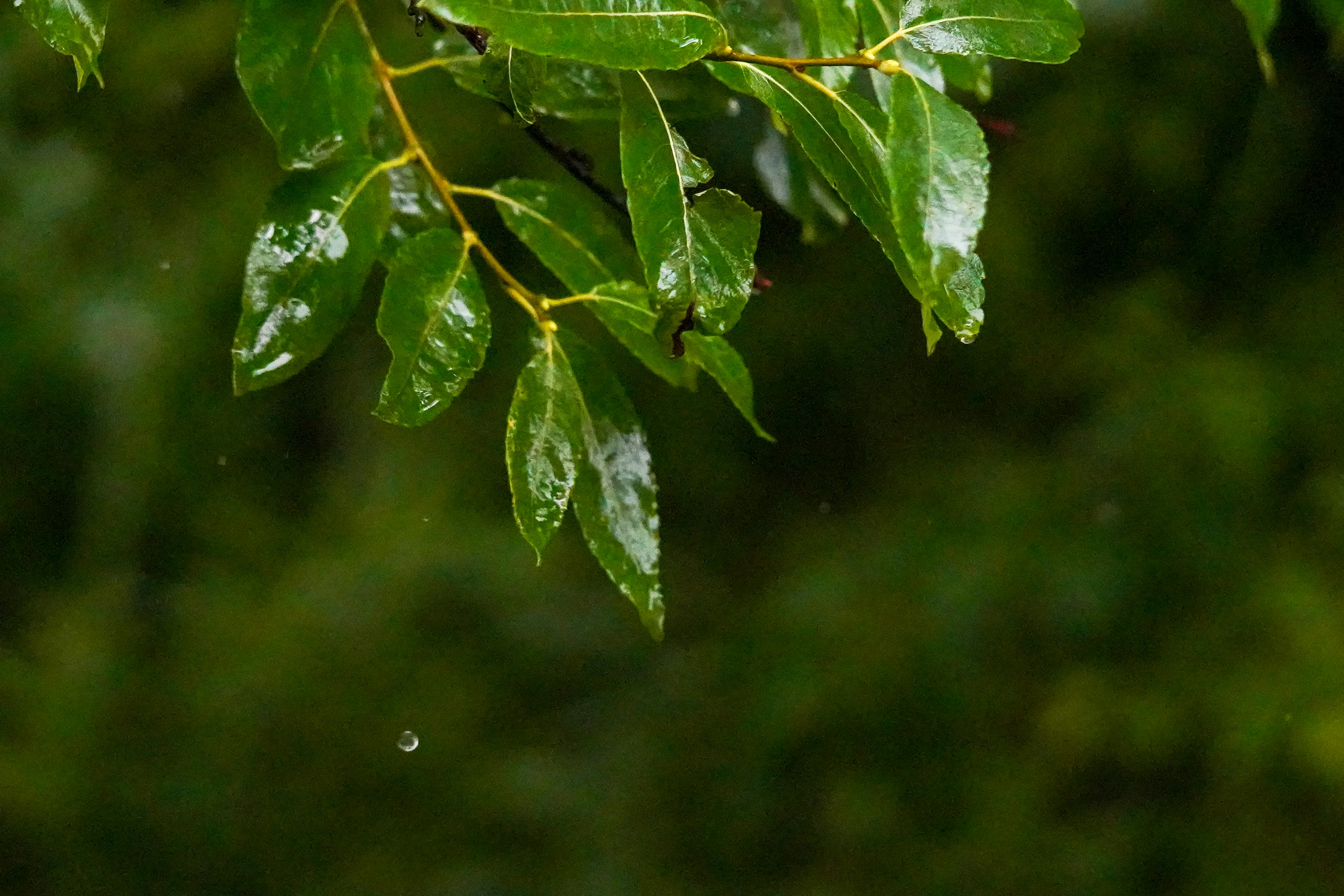 特写绿色叶子上闪烁的雨滴