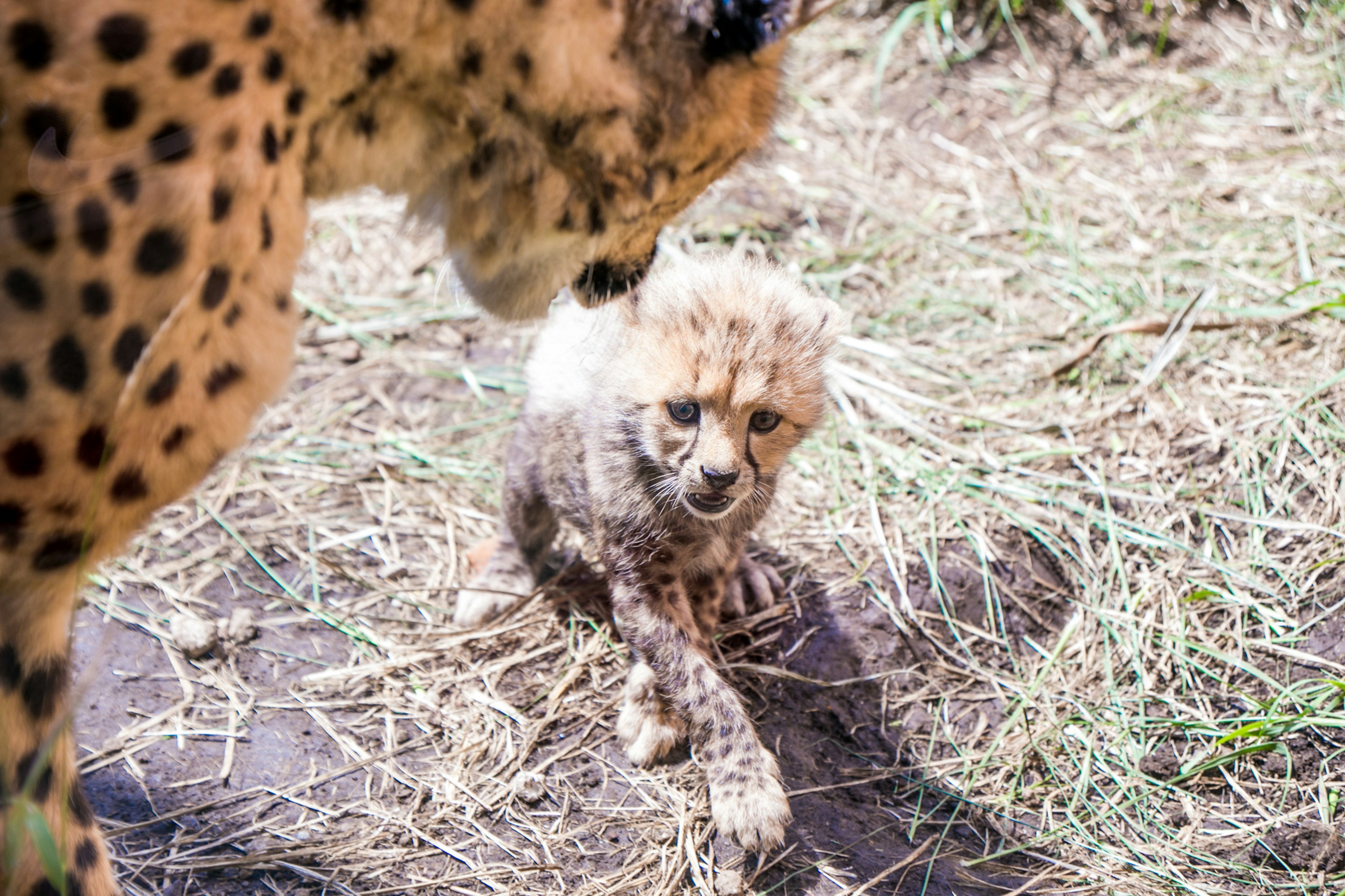 Une mère guépard interagissant doucement avec son petit