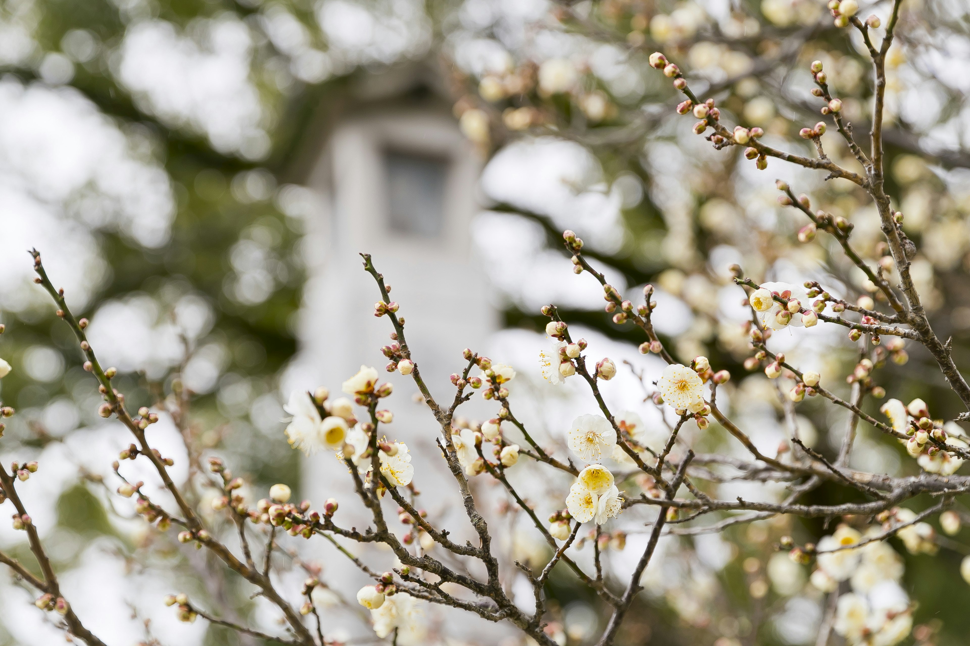 白い花が咲く枝と背景のぼんやりした塔