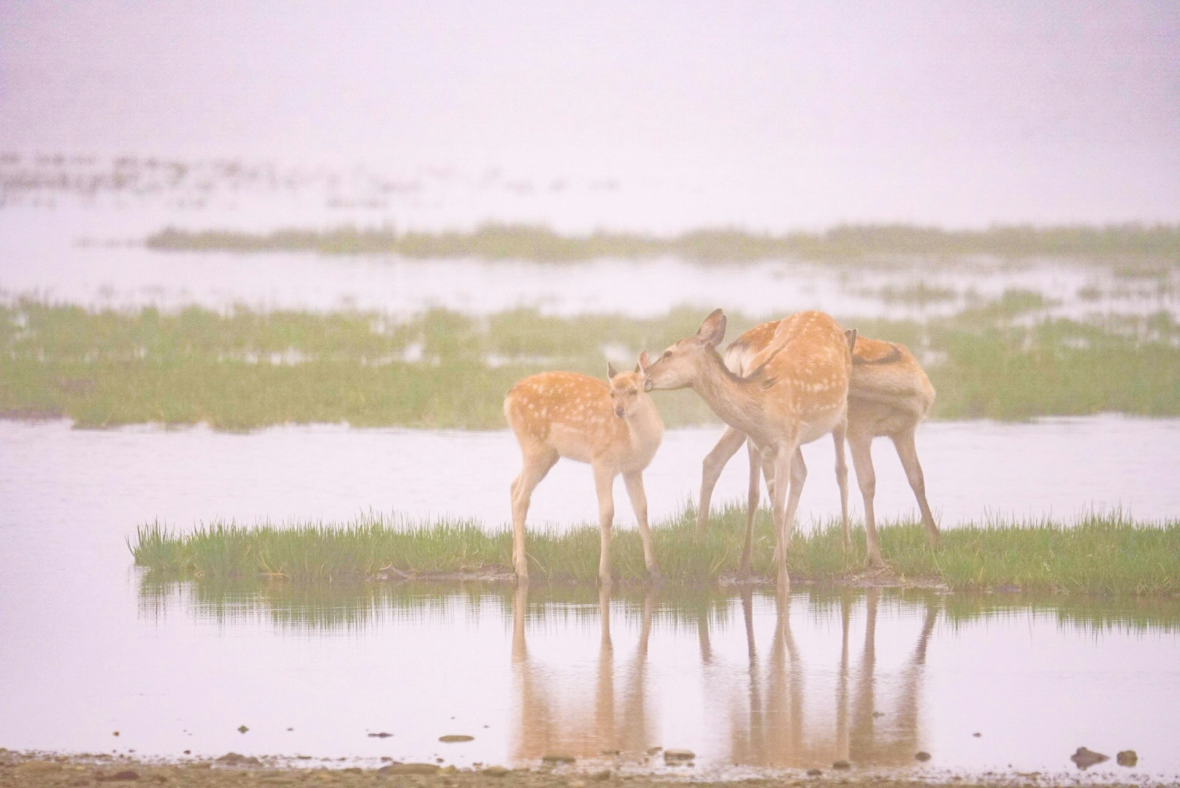 霧の中で水辺に立つシカの群れの画像