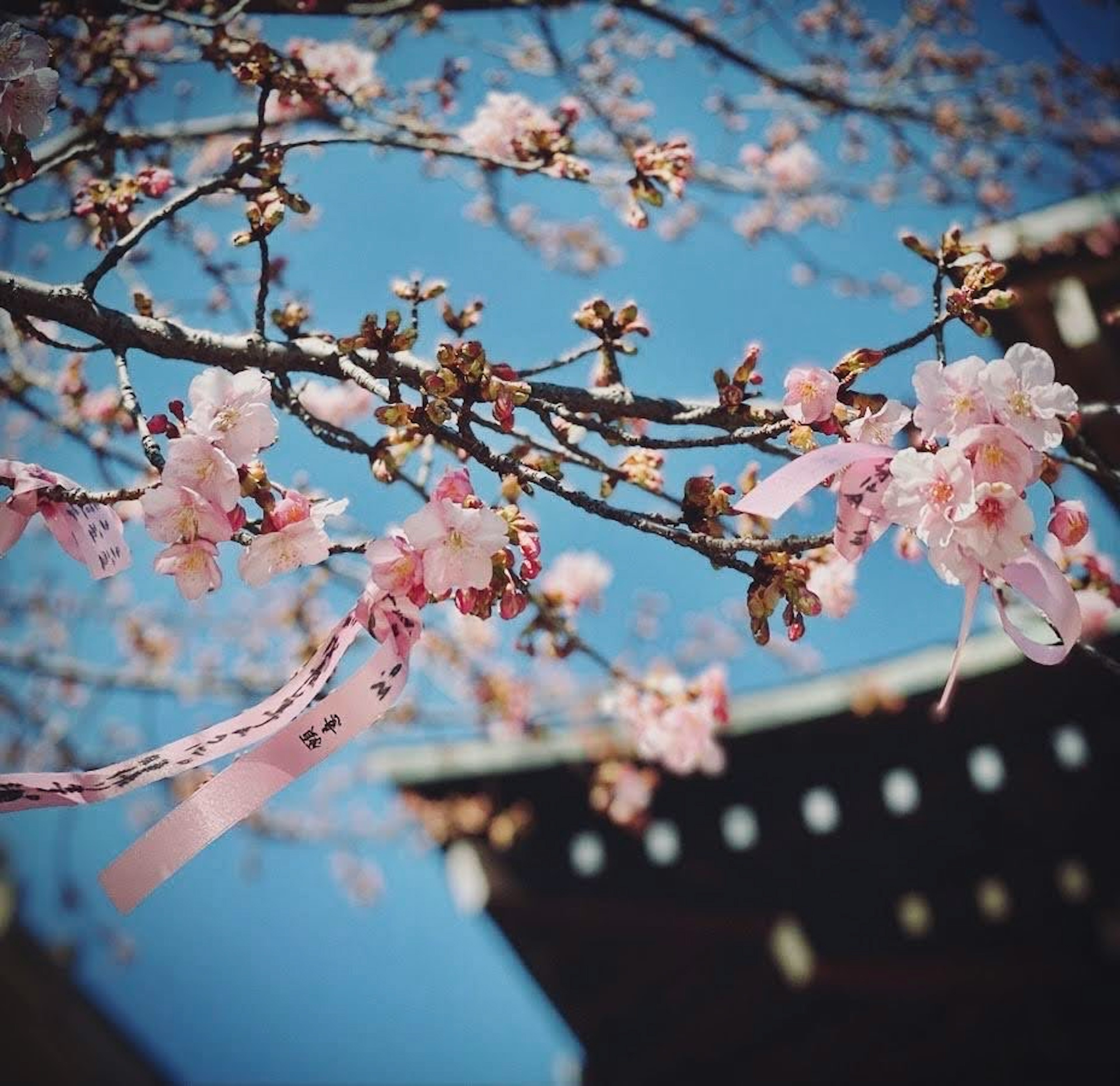 青空の下に咲く桜の花とリボン