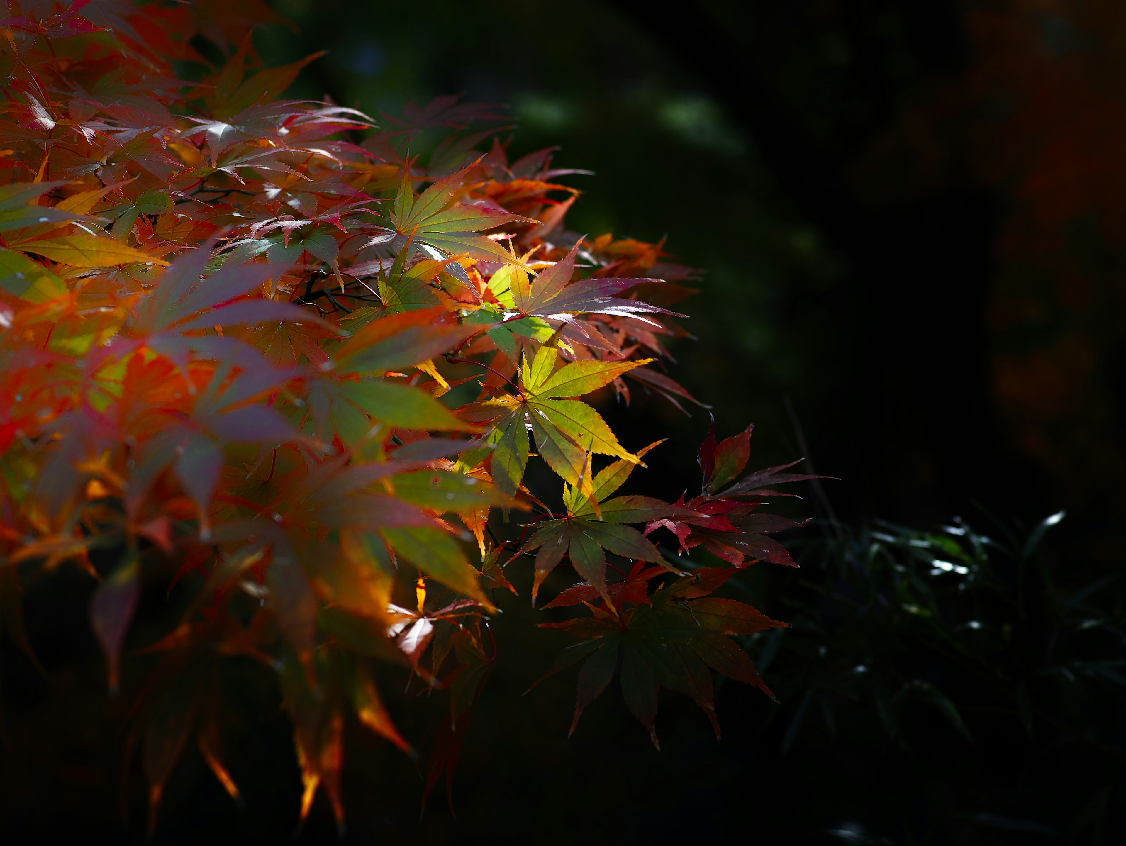 Close-up of autumn maple leaves with vibrant red and green hues