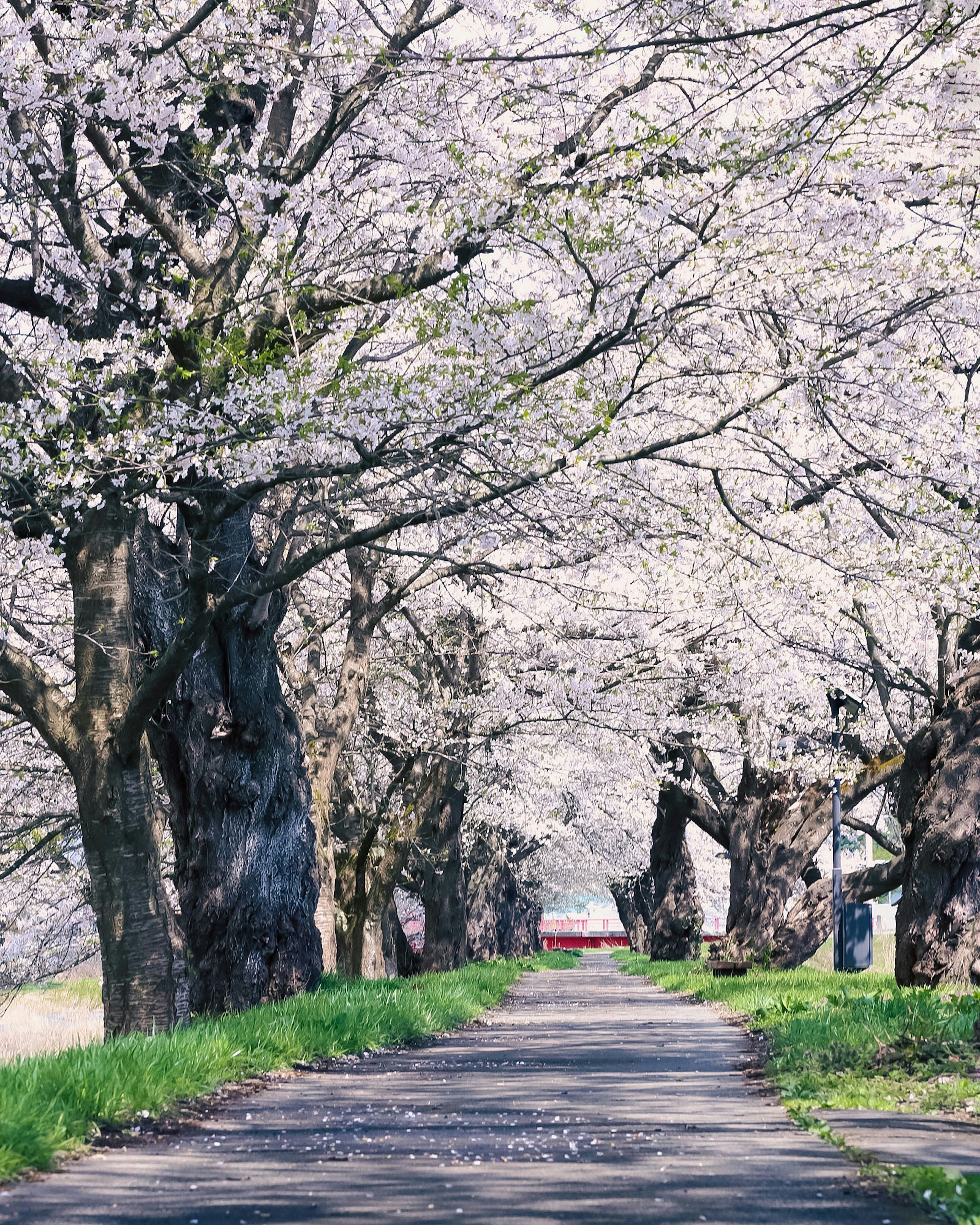 Sentiero fiancheggiato da alberi di ciliegio e cielo blu