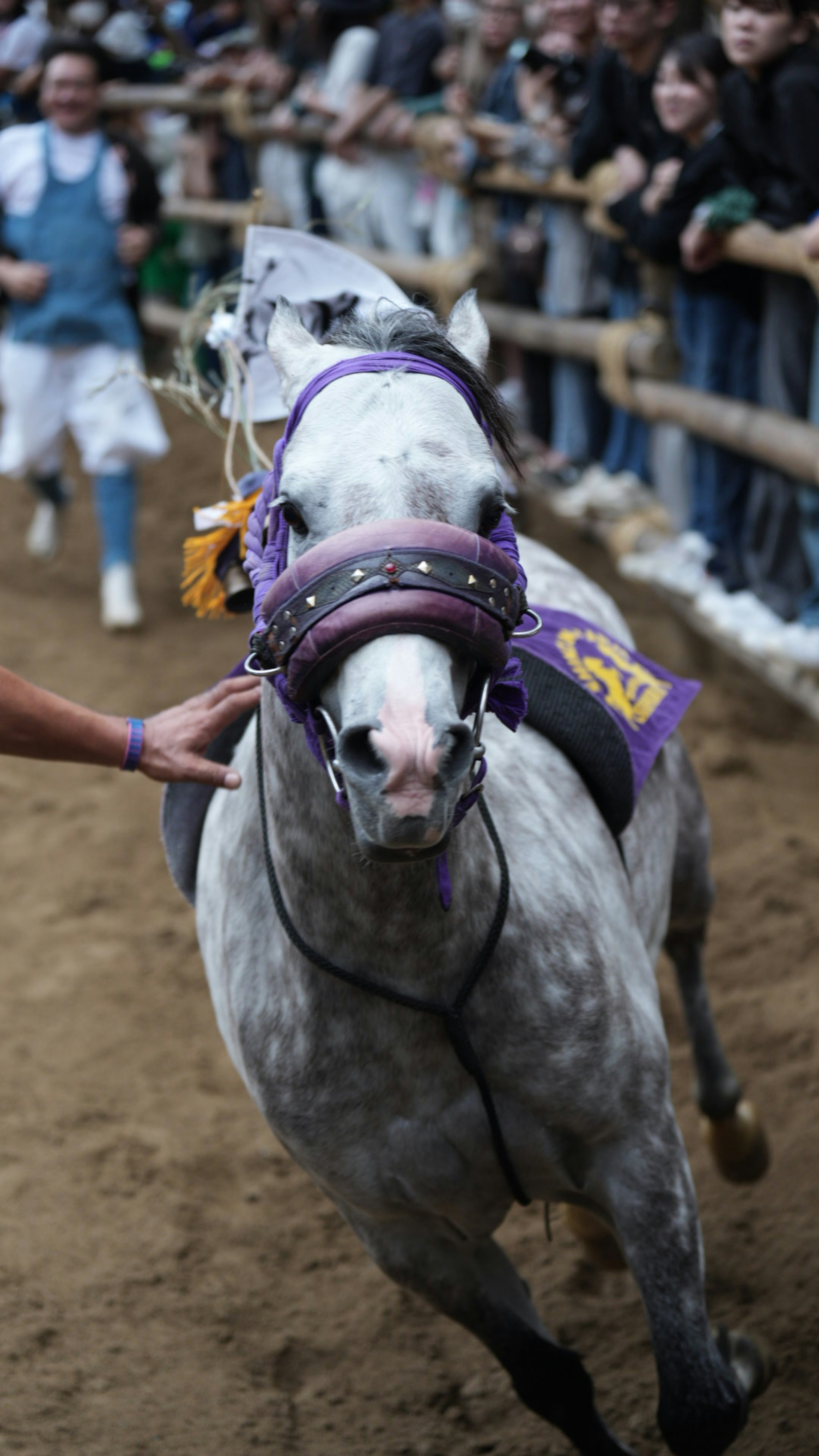 競馬中の灰色の馬と観客の群衆