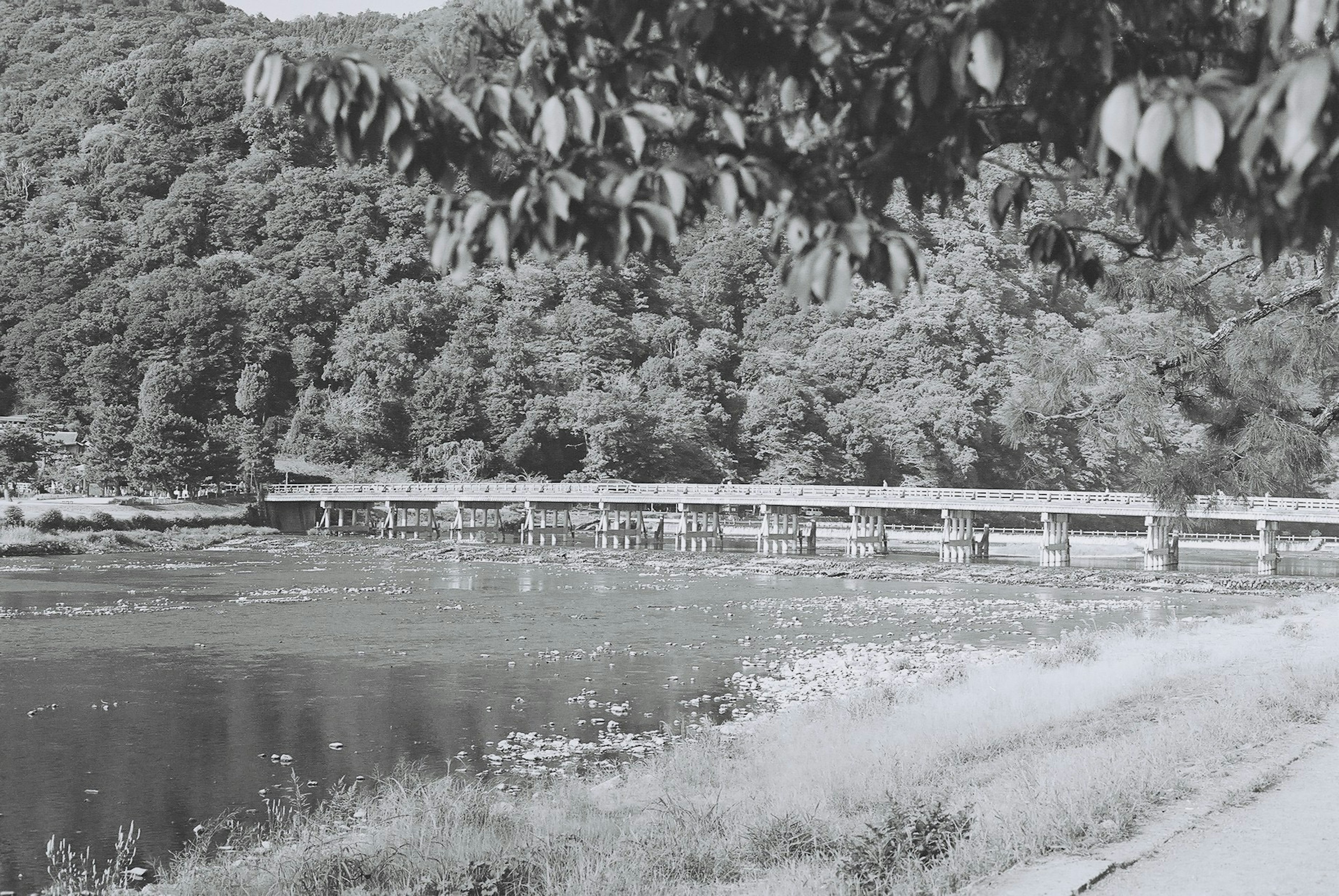 Foto di paesaggio in bianco e nero con un fiume e un ponte in legno Circondato da alberi verdi lussureggianti che creano un'atmosfera naturale serena