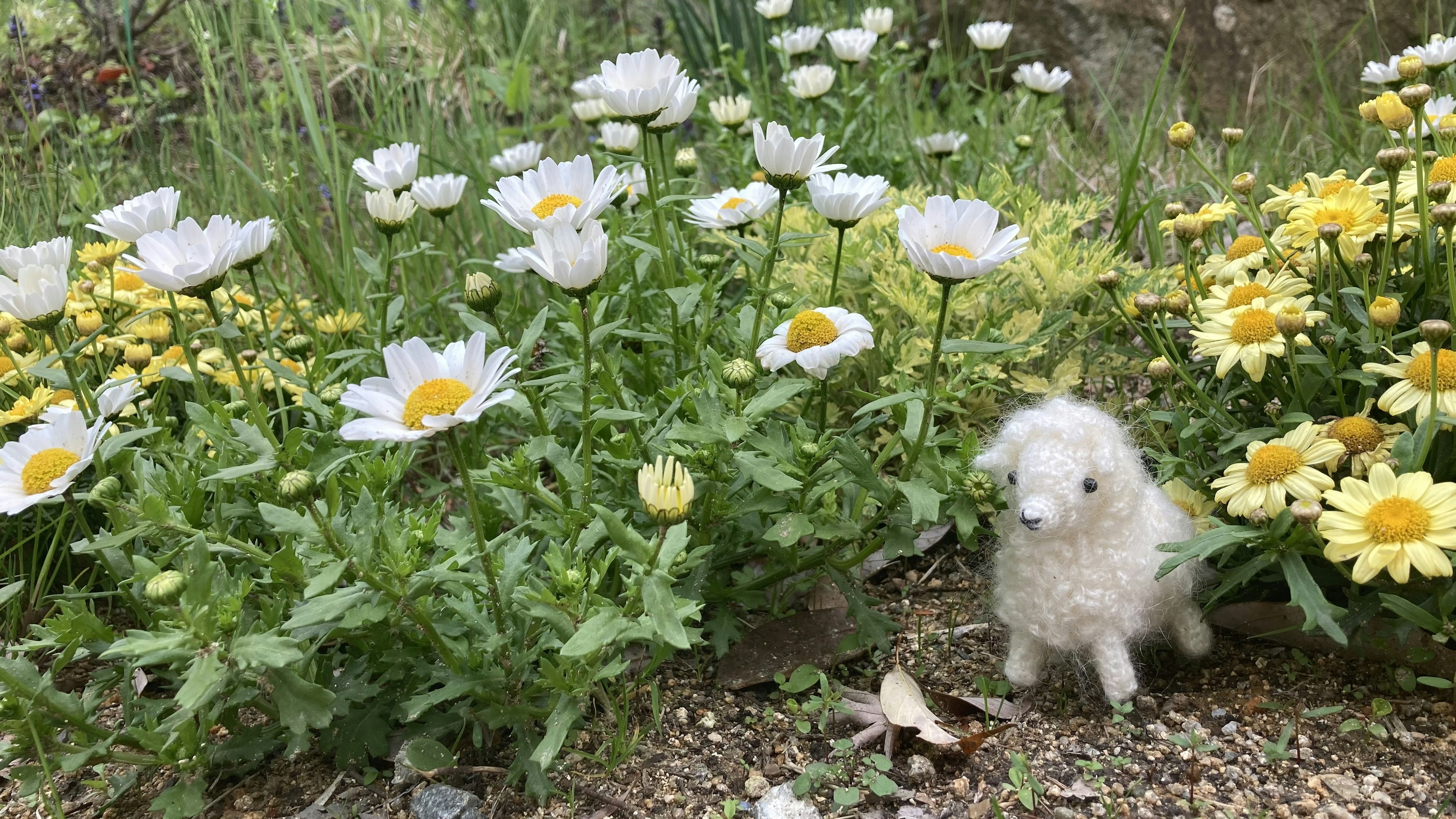 Un piccolo peluche di pecora bianco tra fiori bianchi e gialli in un giardino