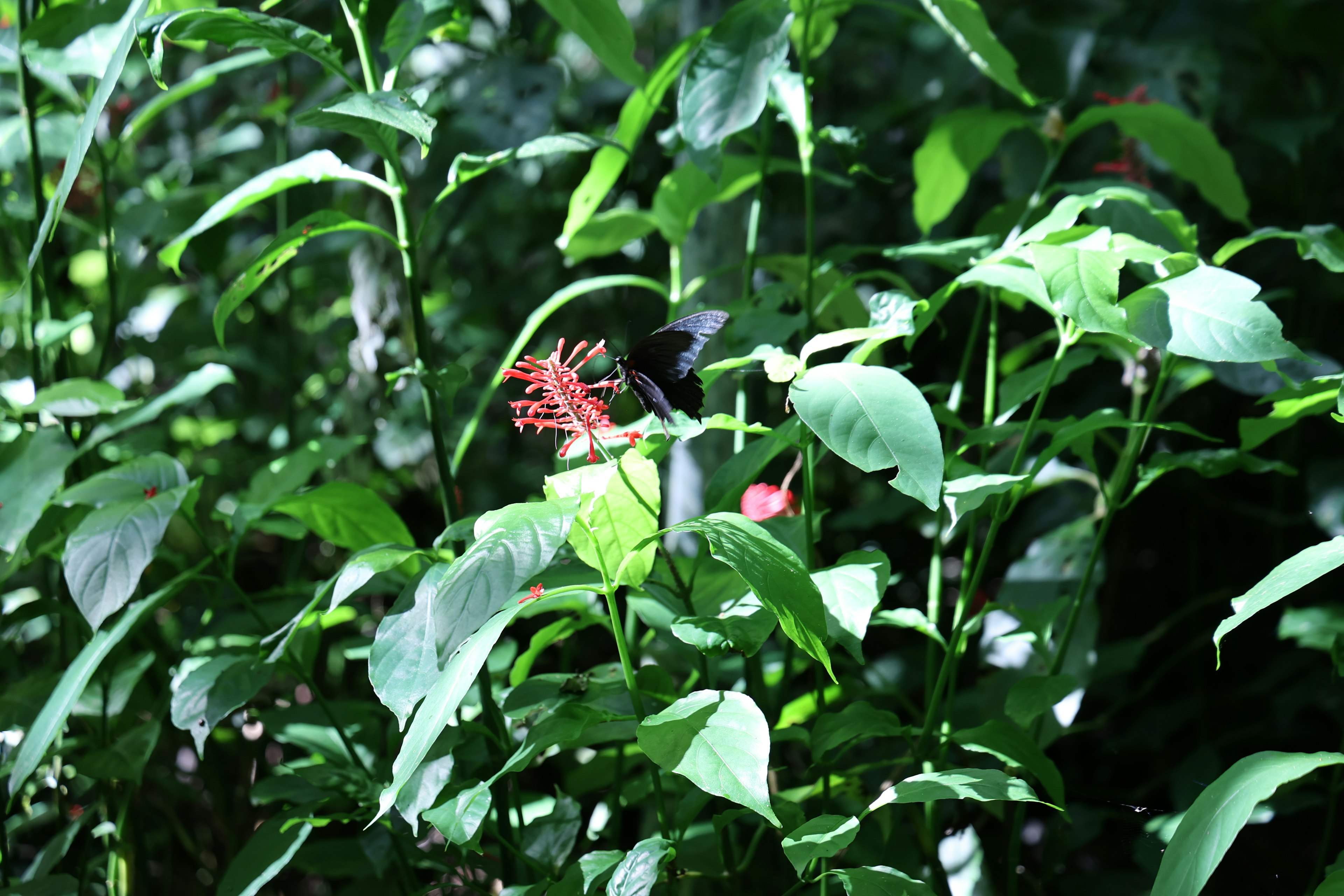 Gambar tanaman dengan bunga merah dikelilingi daun hijau