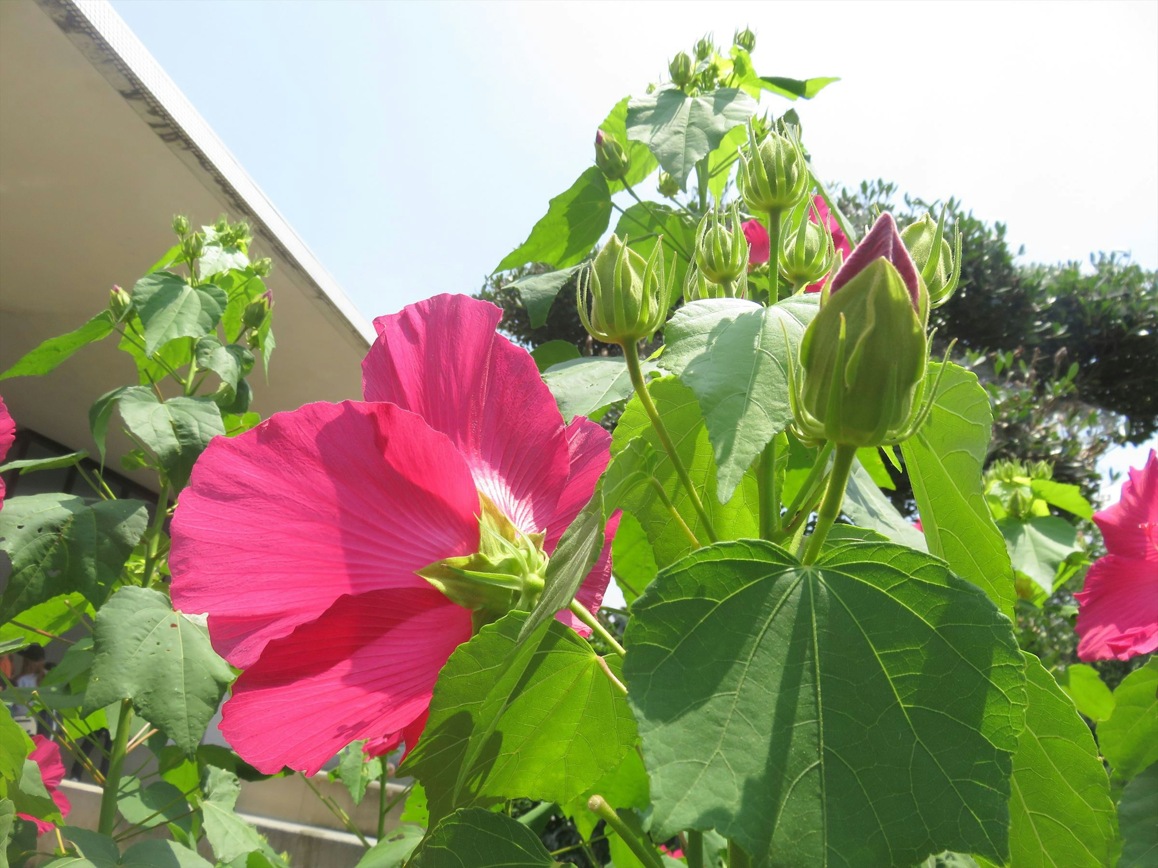 Large pink flower and buds on lush green plants