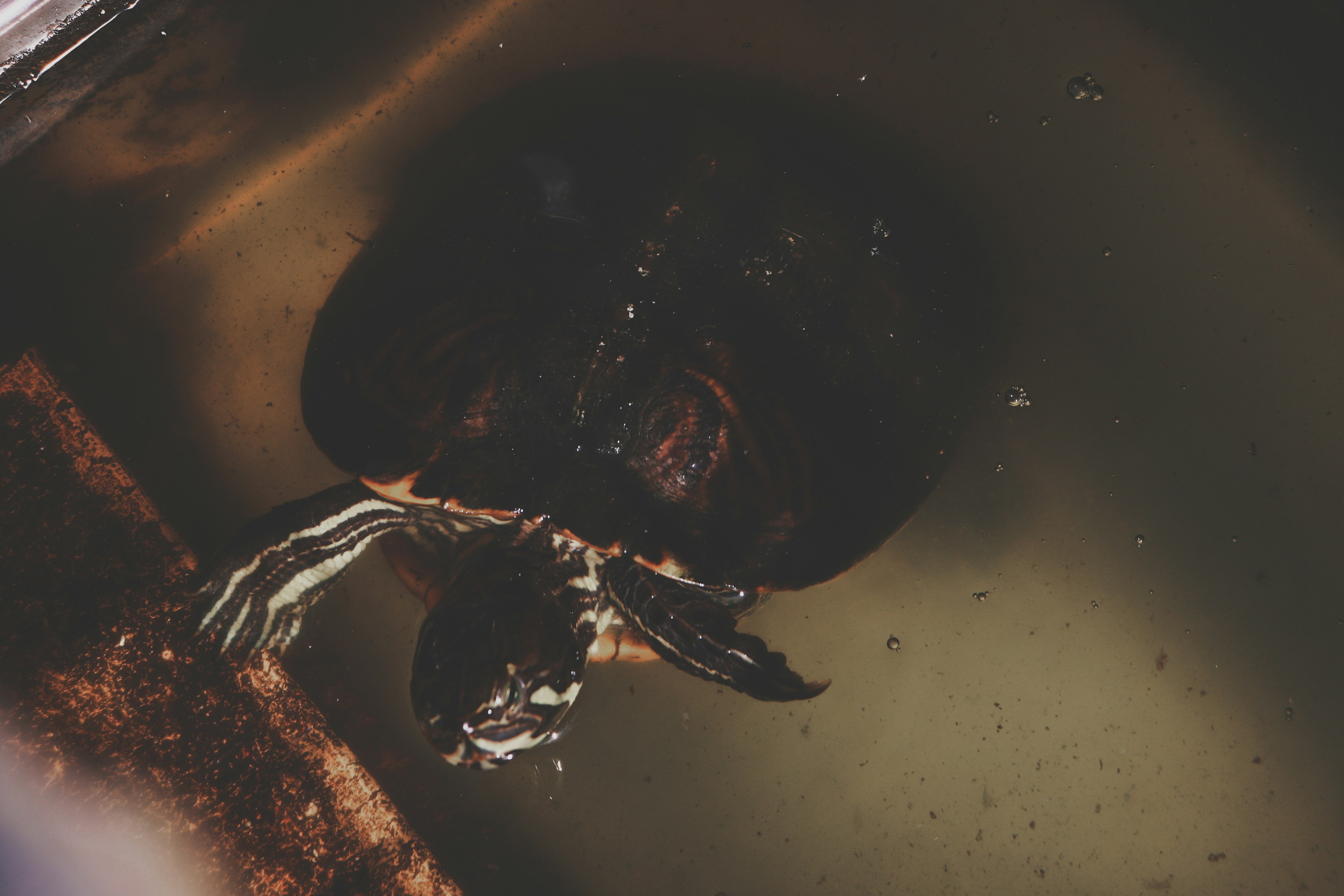 Image of a turtle viewed from above in water