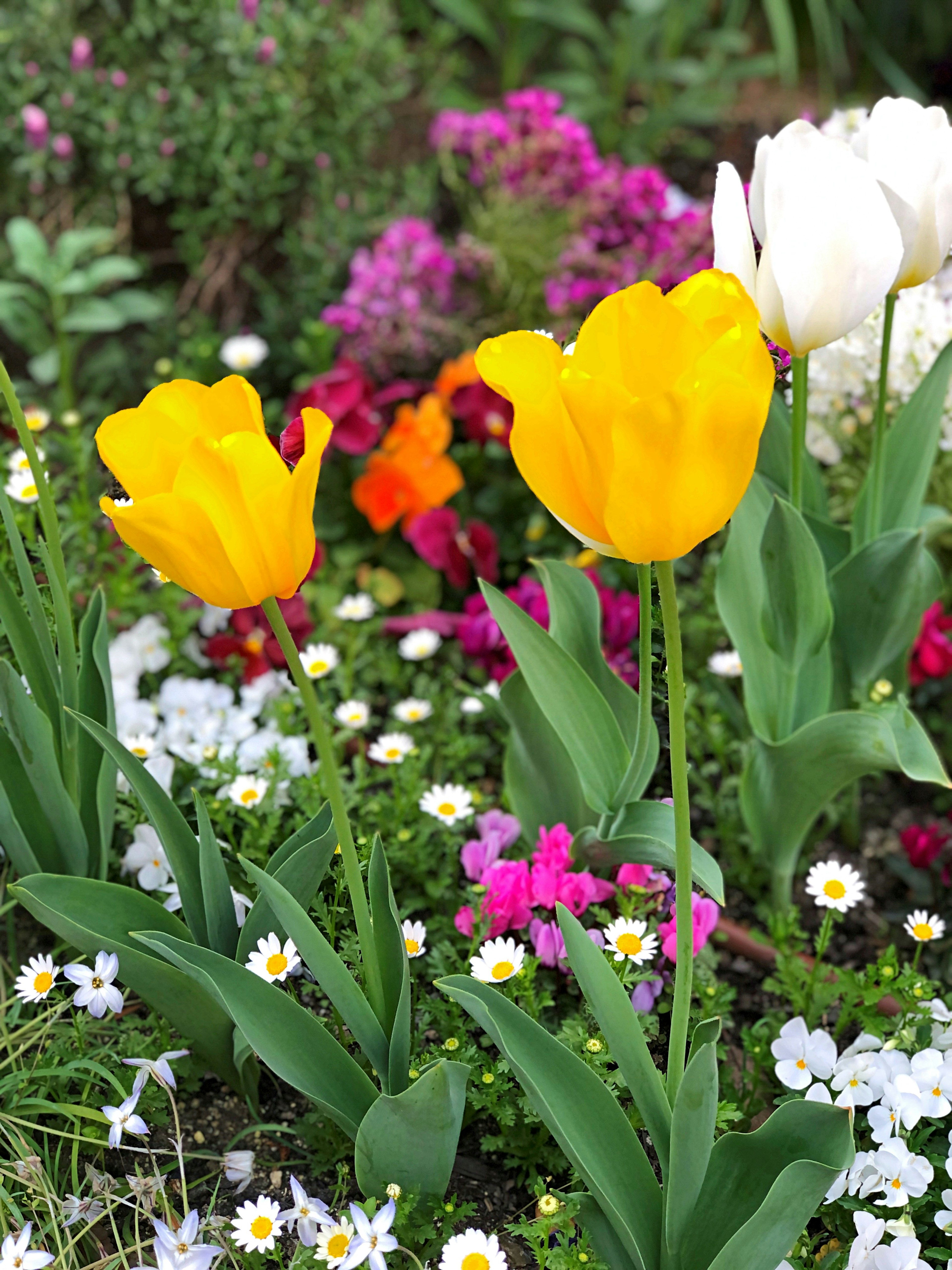 Tulip kuning cerah dikelilingi bunga putih dan merah muda di taman