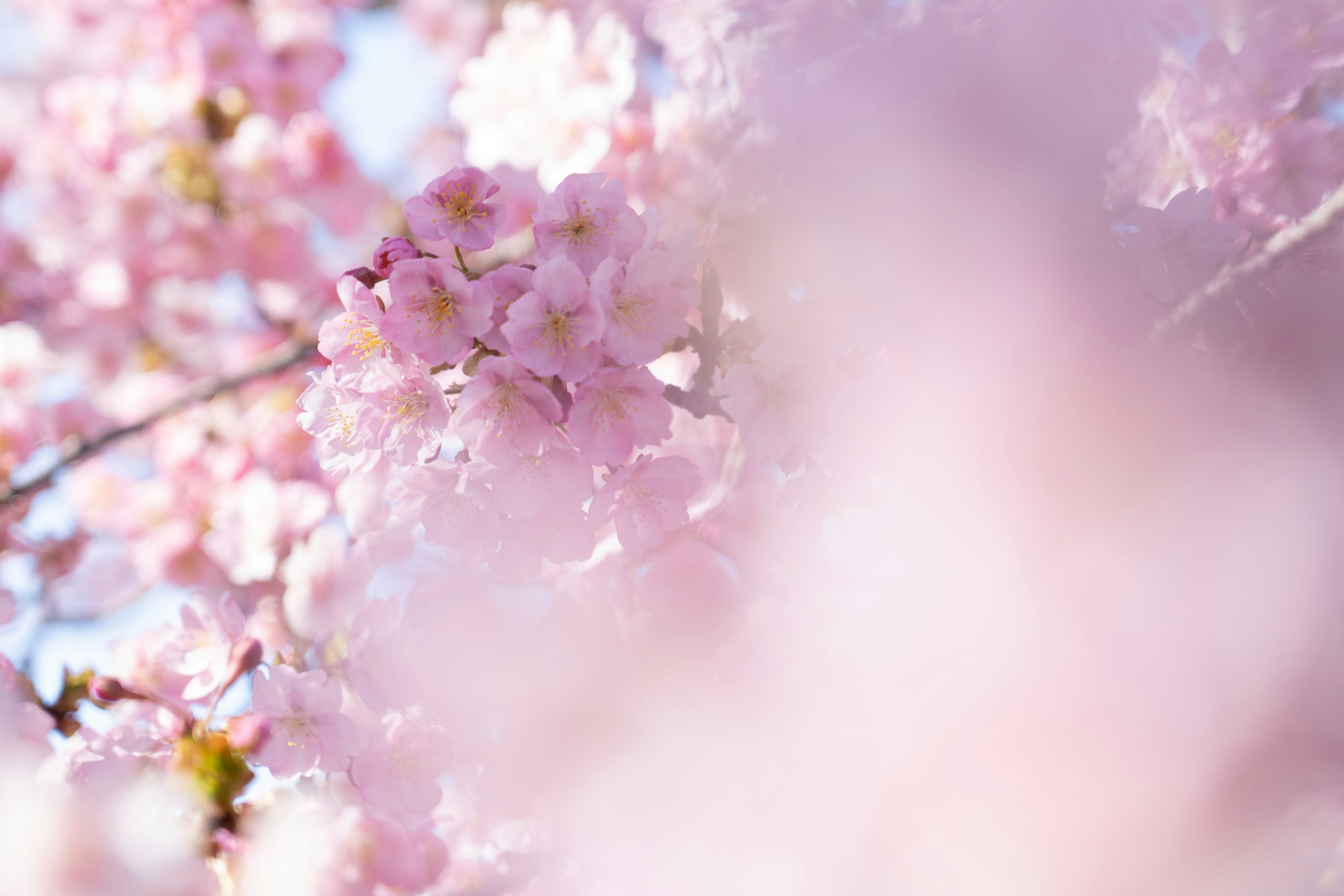 Close-up bunga sakura pink muda di cabang