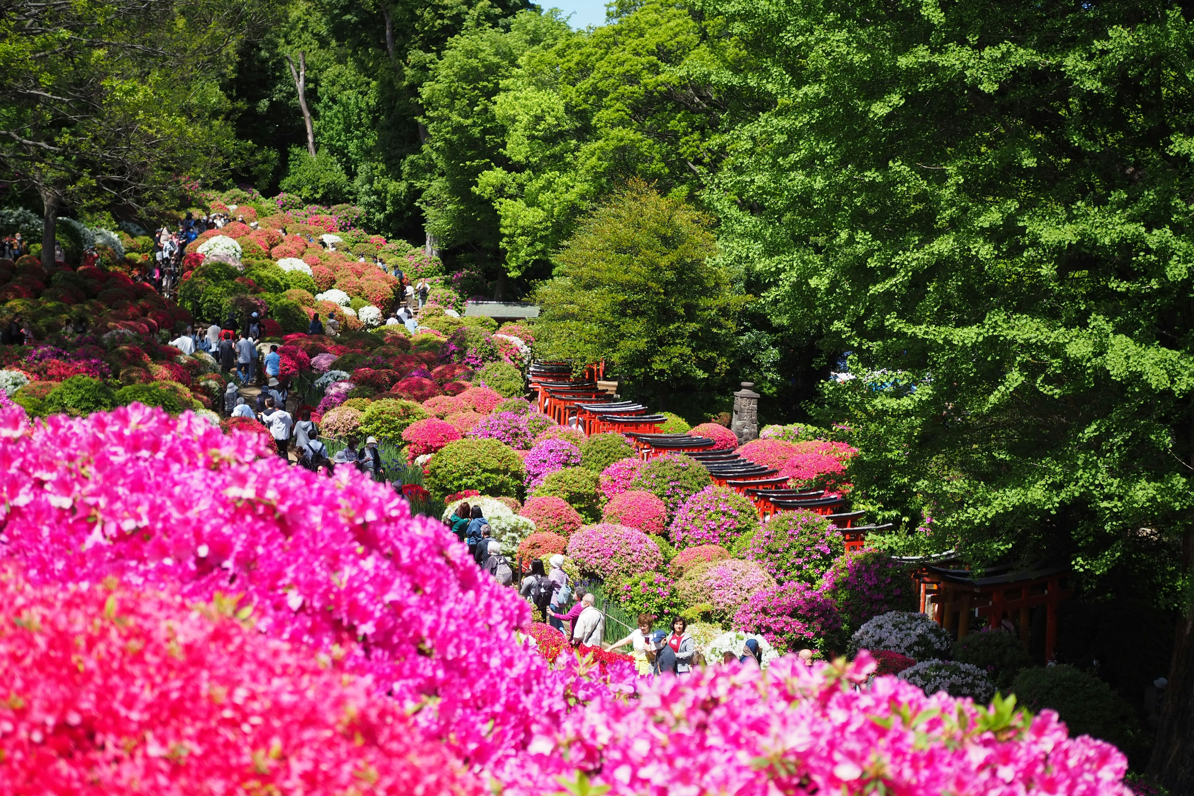 生机勃勃的花园场景，盛开着各种颜色的杜鹃花