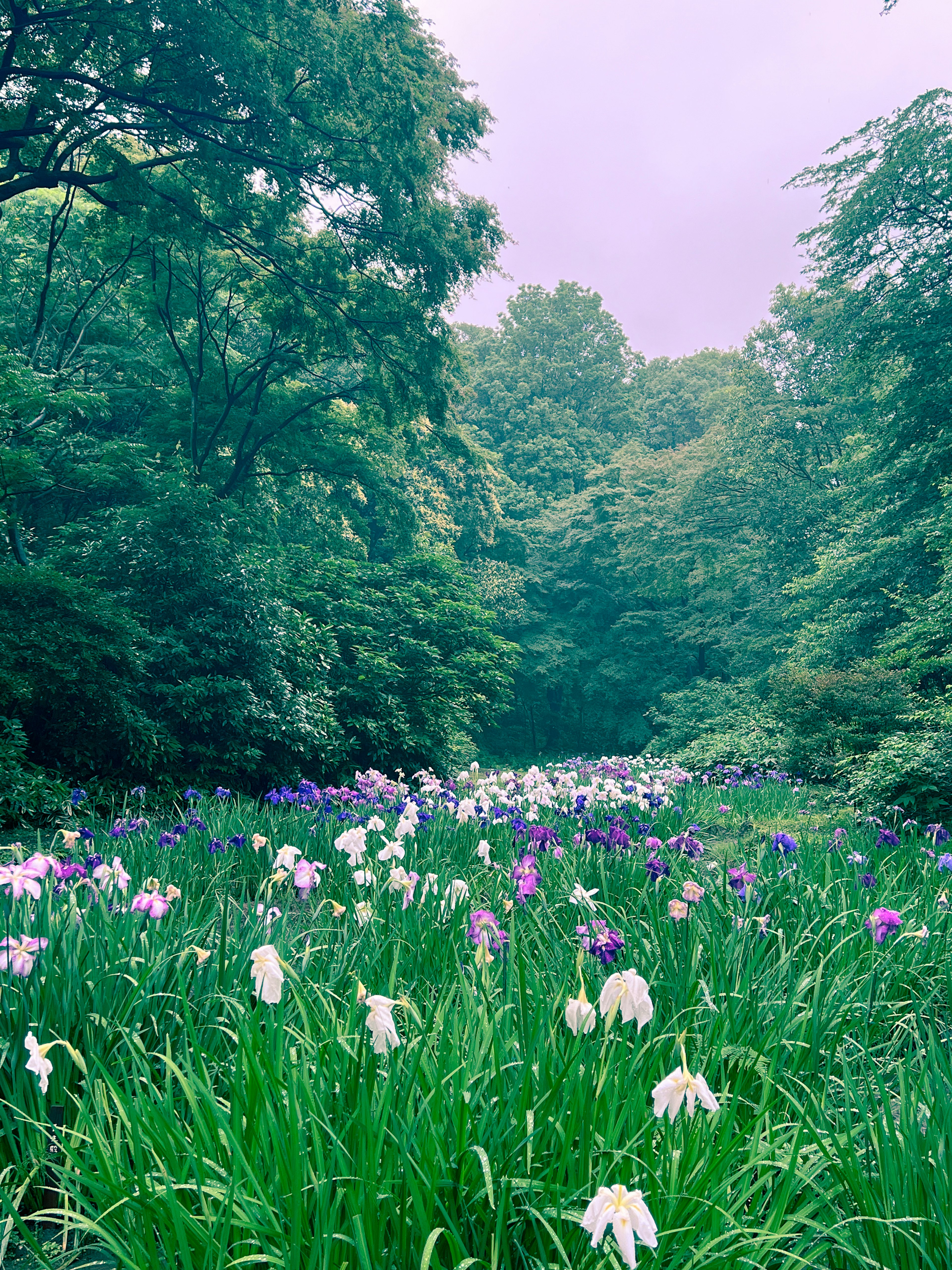 Fiori colorati sbocciano in un ambiente forestale lussureggiante