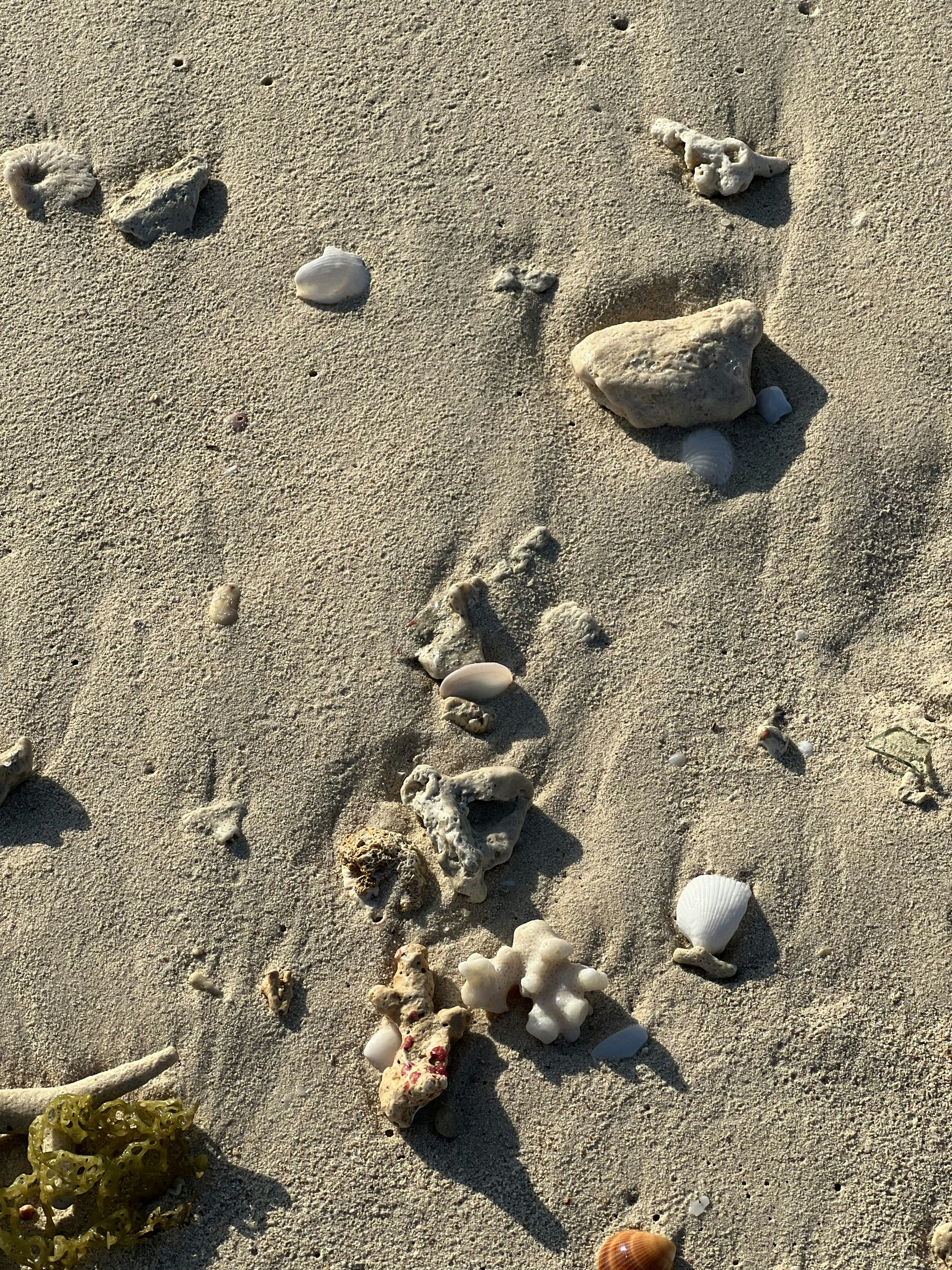 Colección de rocas y conchas en una playa de arena