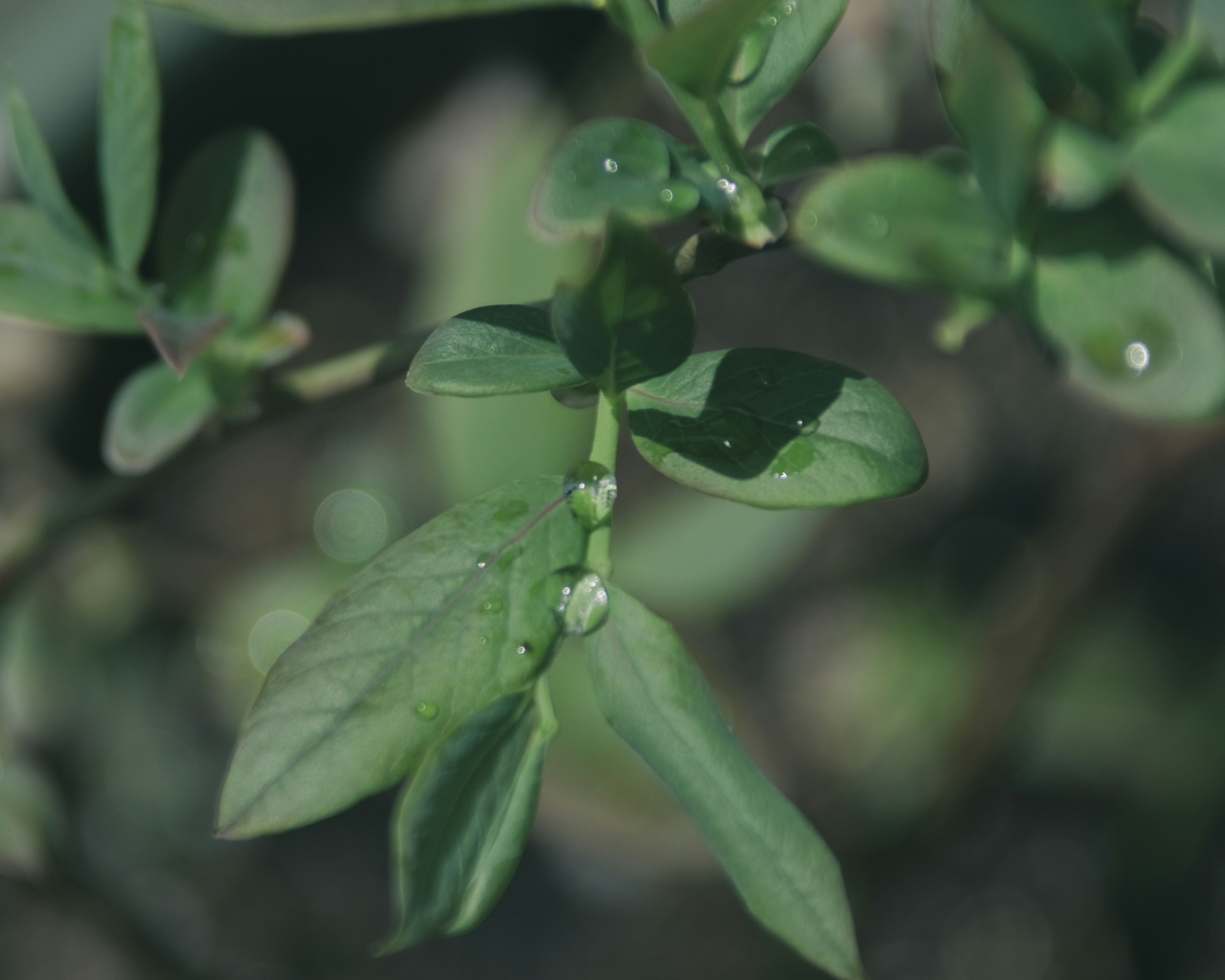 水滴のついた緑の葉が生い茂る植物のクローズアップ