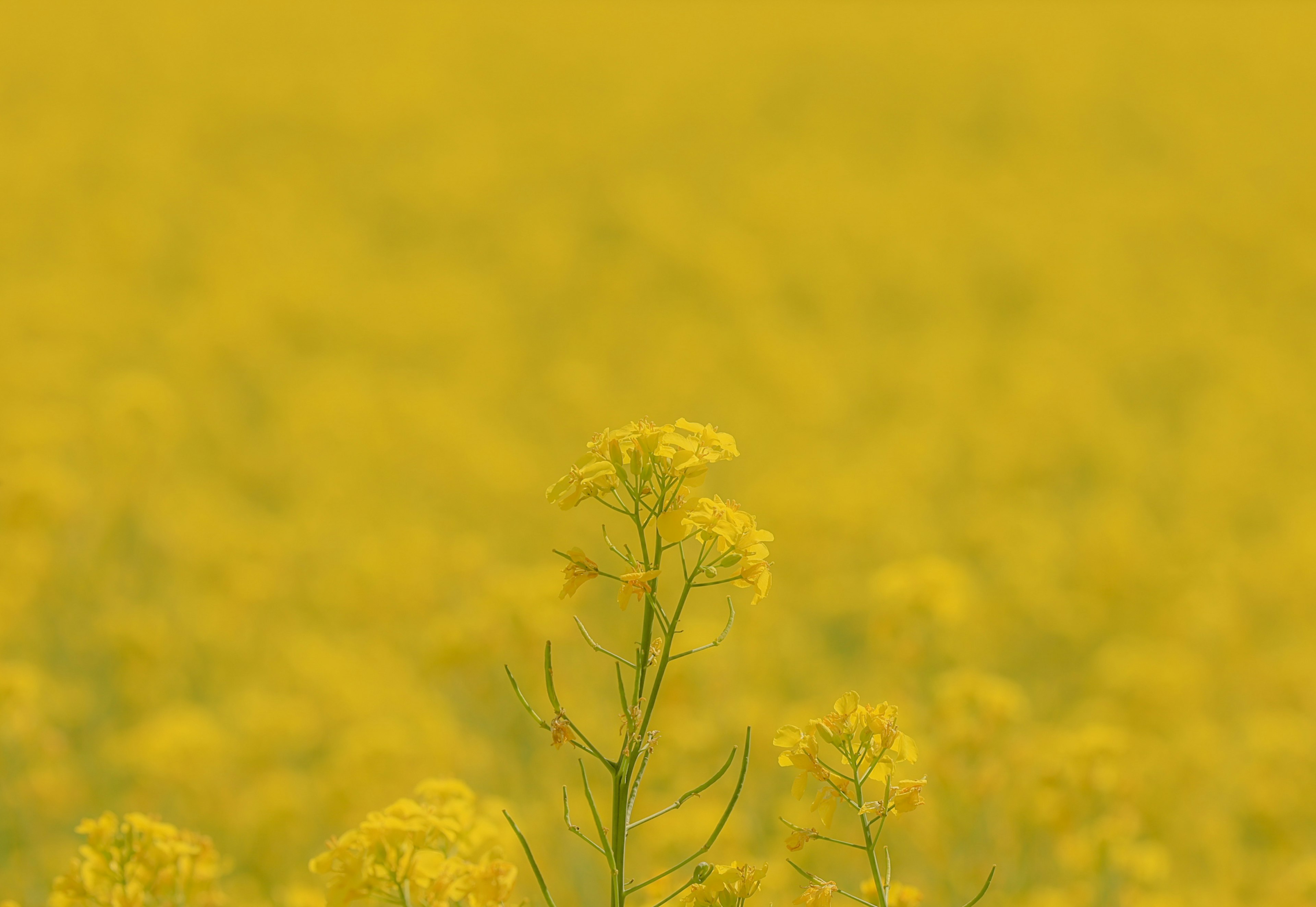 黄色の花が咲き誇る風景とぼんやりとした背景