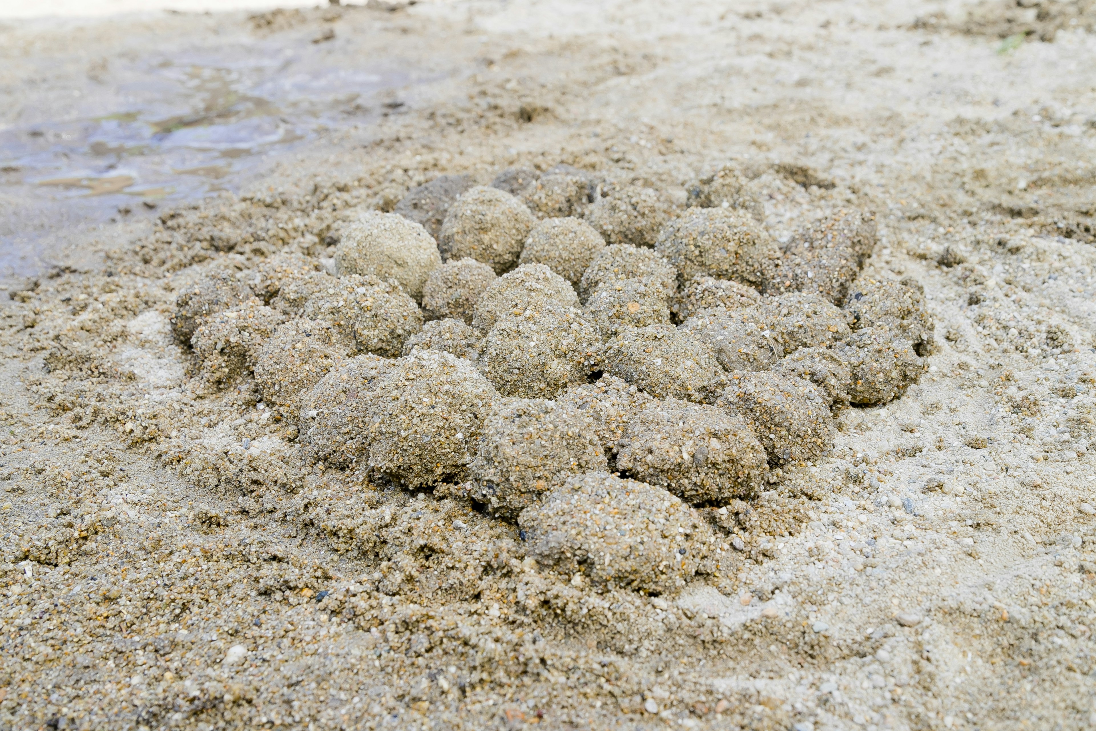 Petits monticules de sable disposés sur la plage