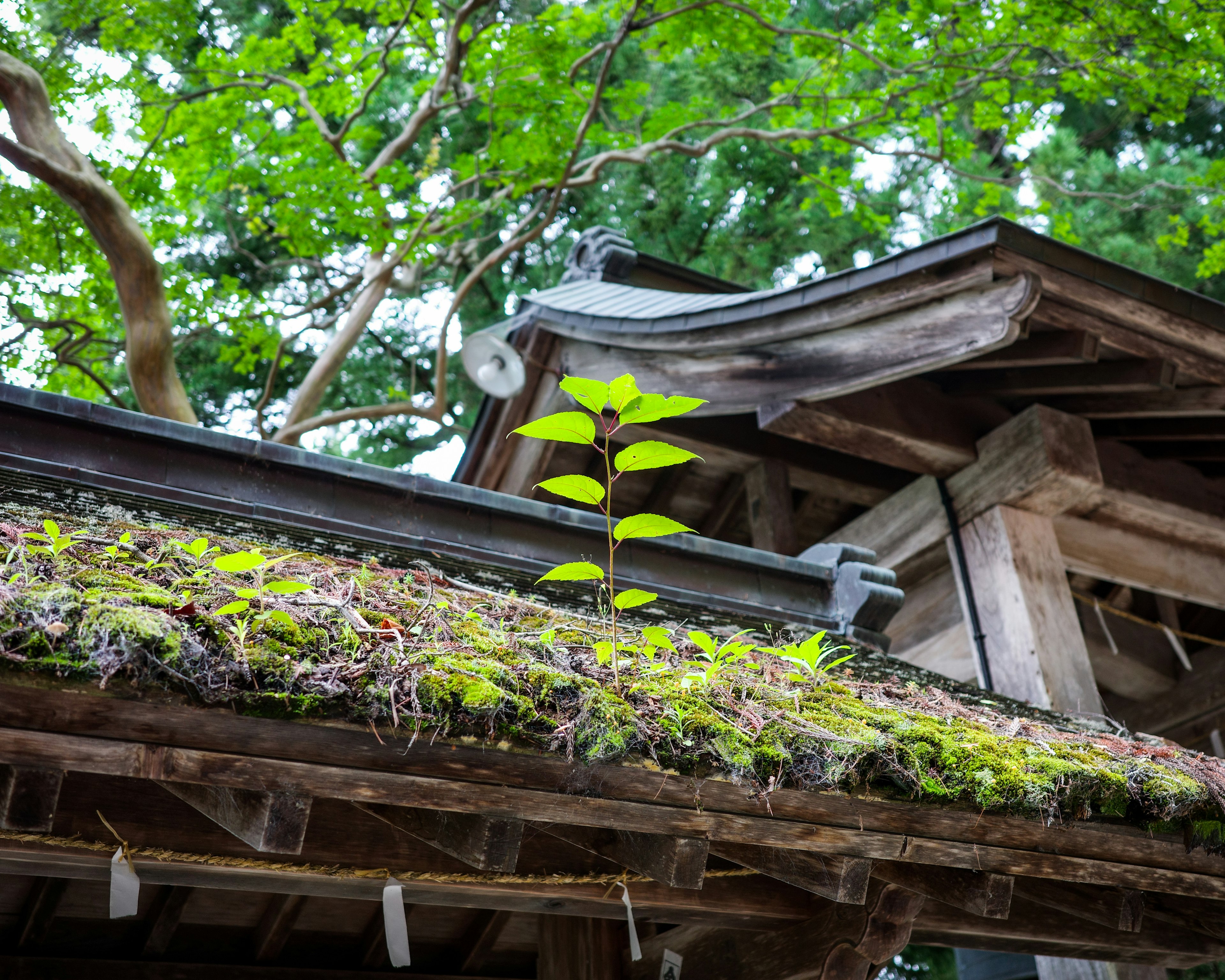 屋根の上に生える緑の植物と苔のある古い木造の建物