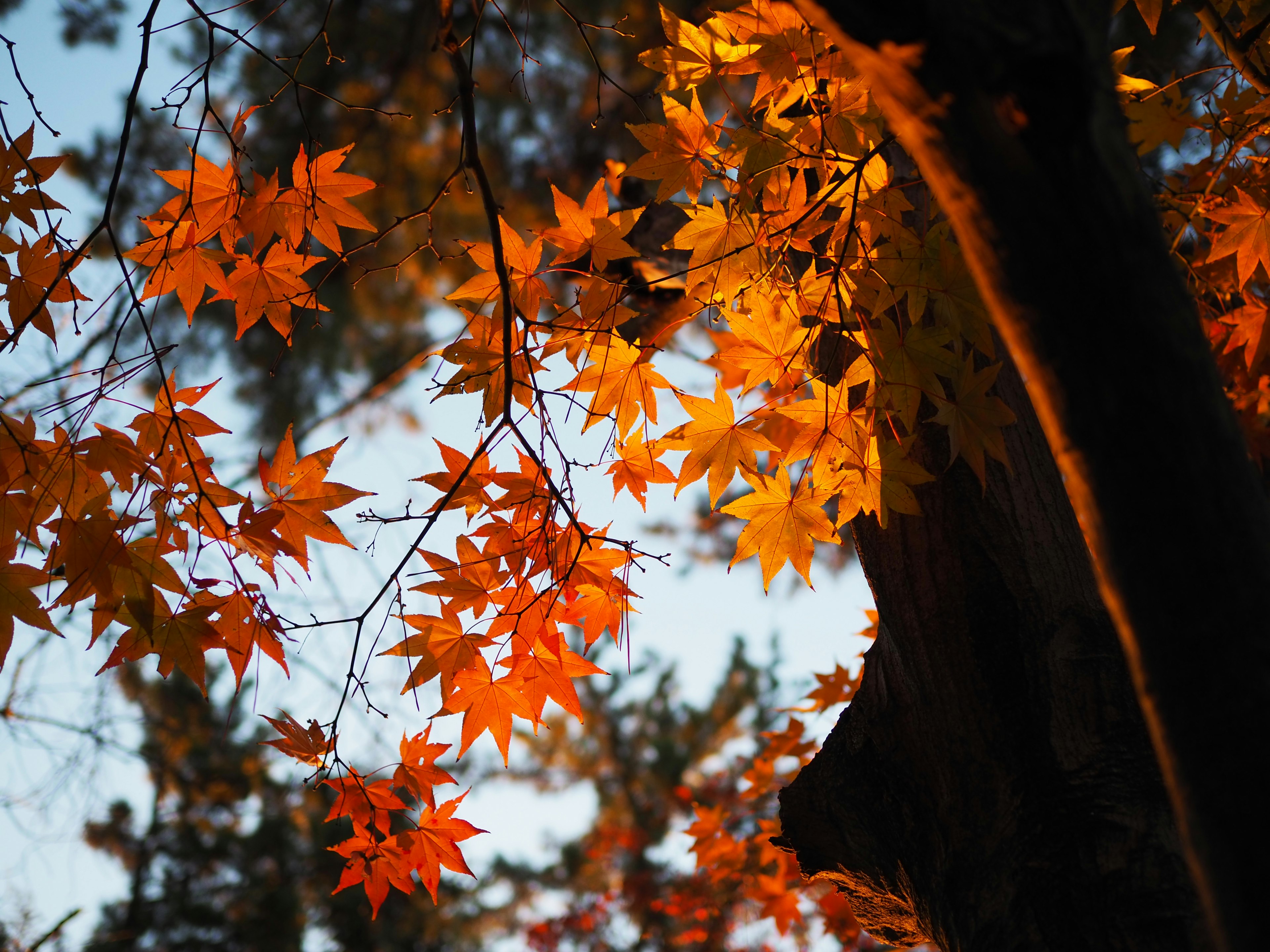 色とりどりの秋の紅葉が映える木の葉のクローズアップ