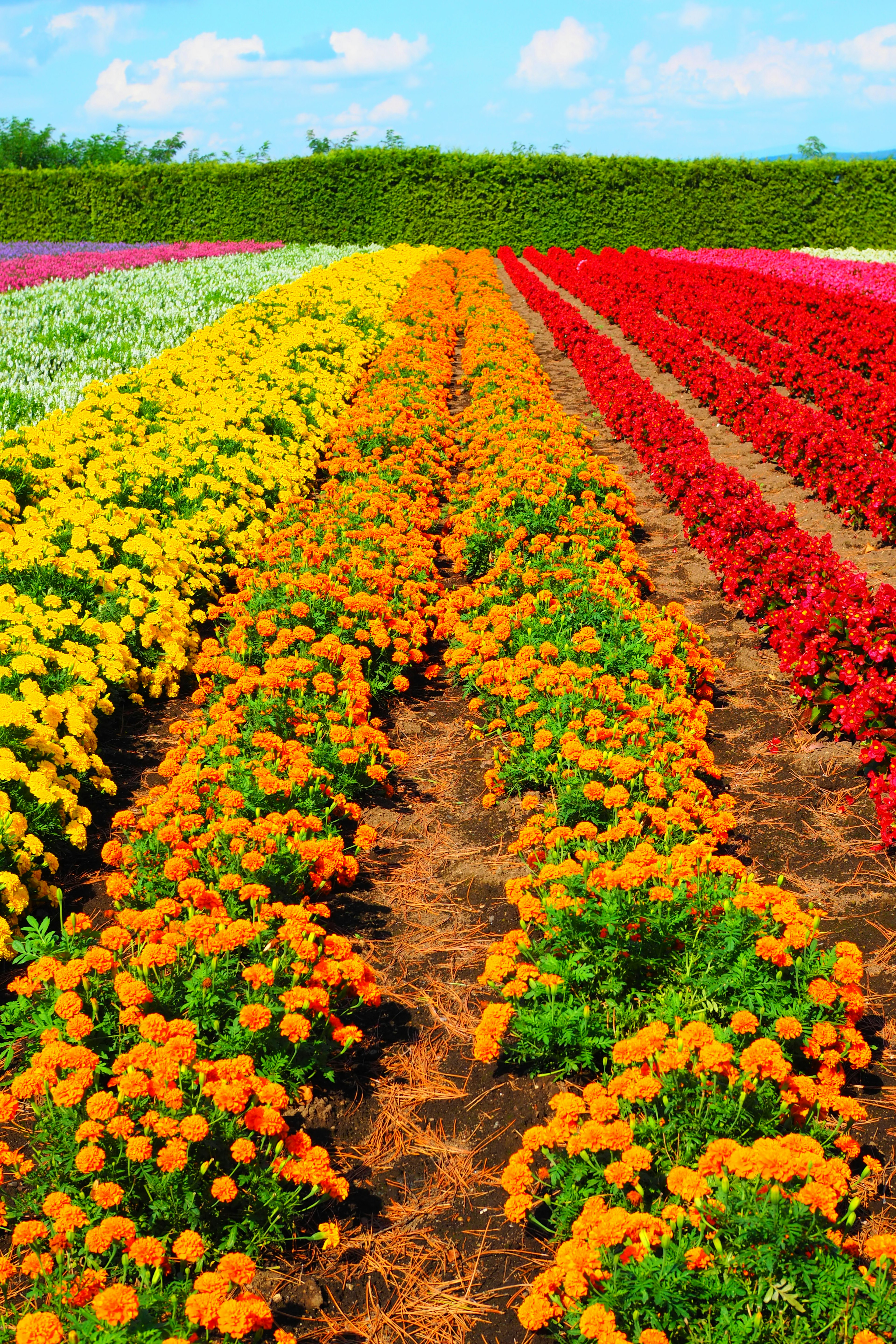 Lebendiges gestreiftes Blumenfeld mit bunten Blütenreihen