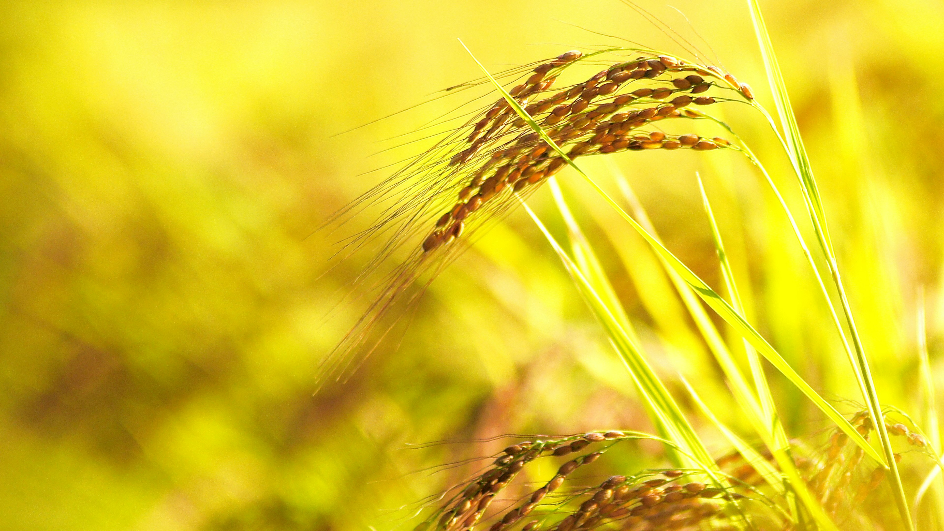 Gros plan de têtes de grain dorées se balançant dans la brise