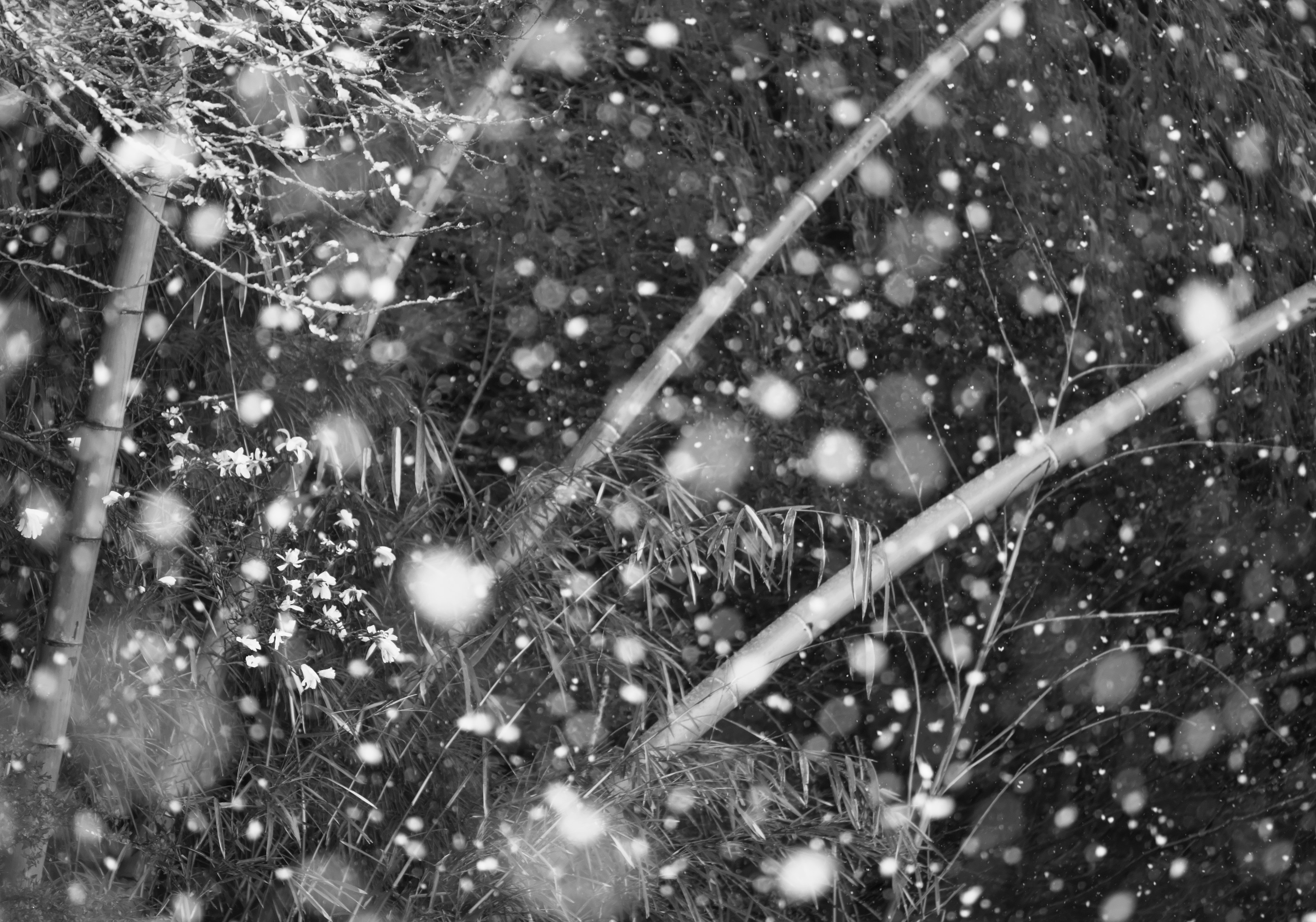 Schwarzweißszene von fallendem Schnee mit verschwommenem Hintergrund und sichtbarem Gras