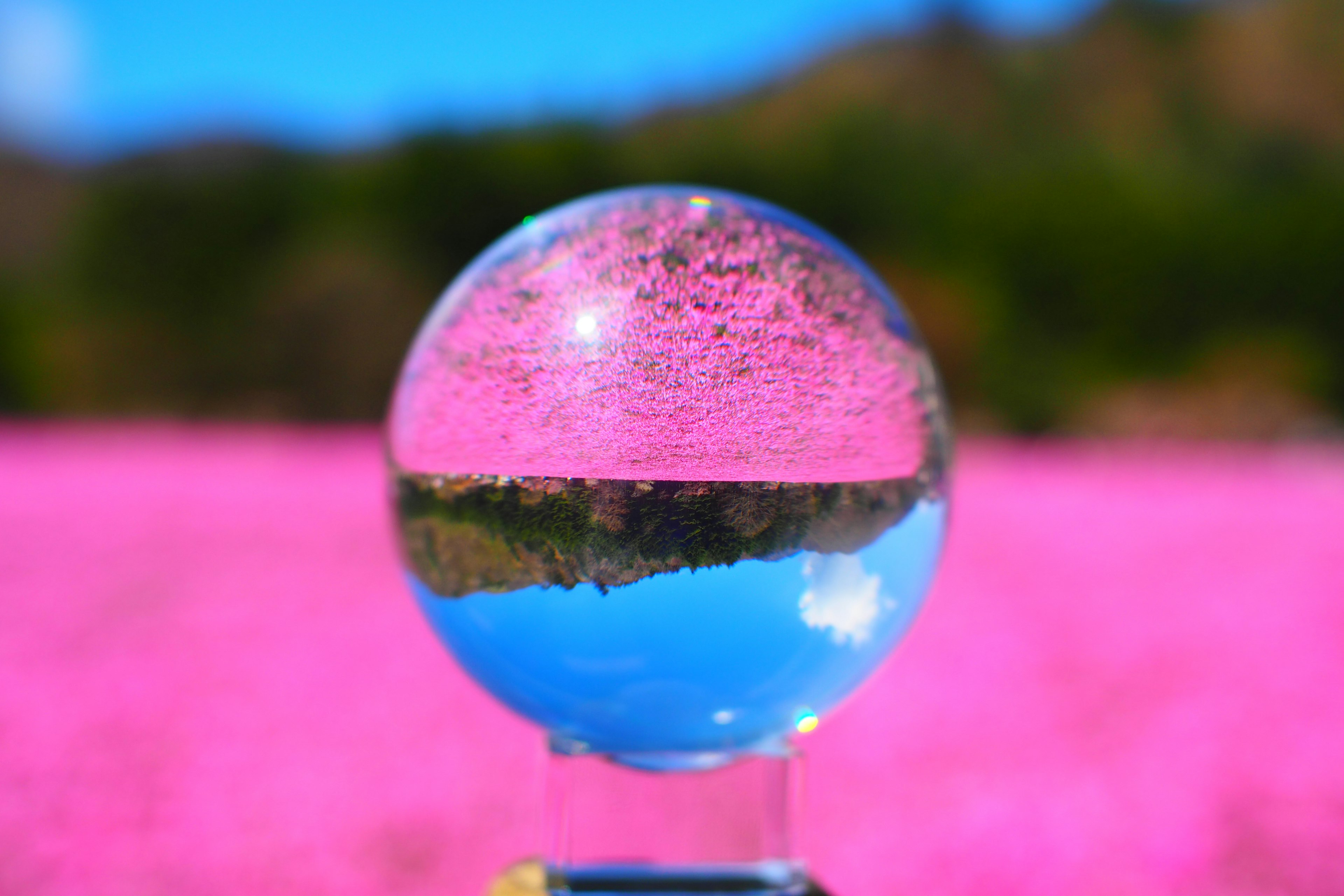 Esfera de cristal que refleja un campo de flores rosas y cielo azul