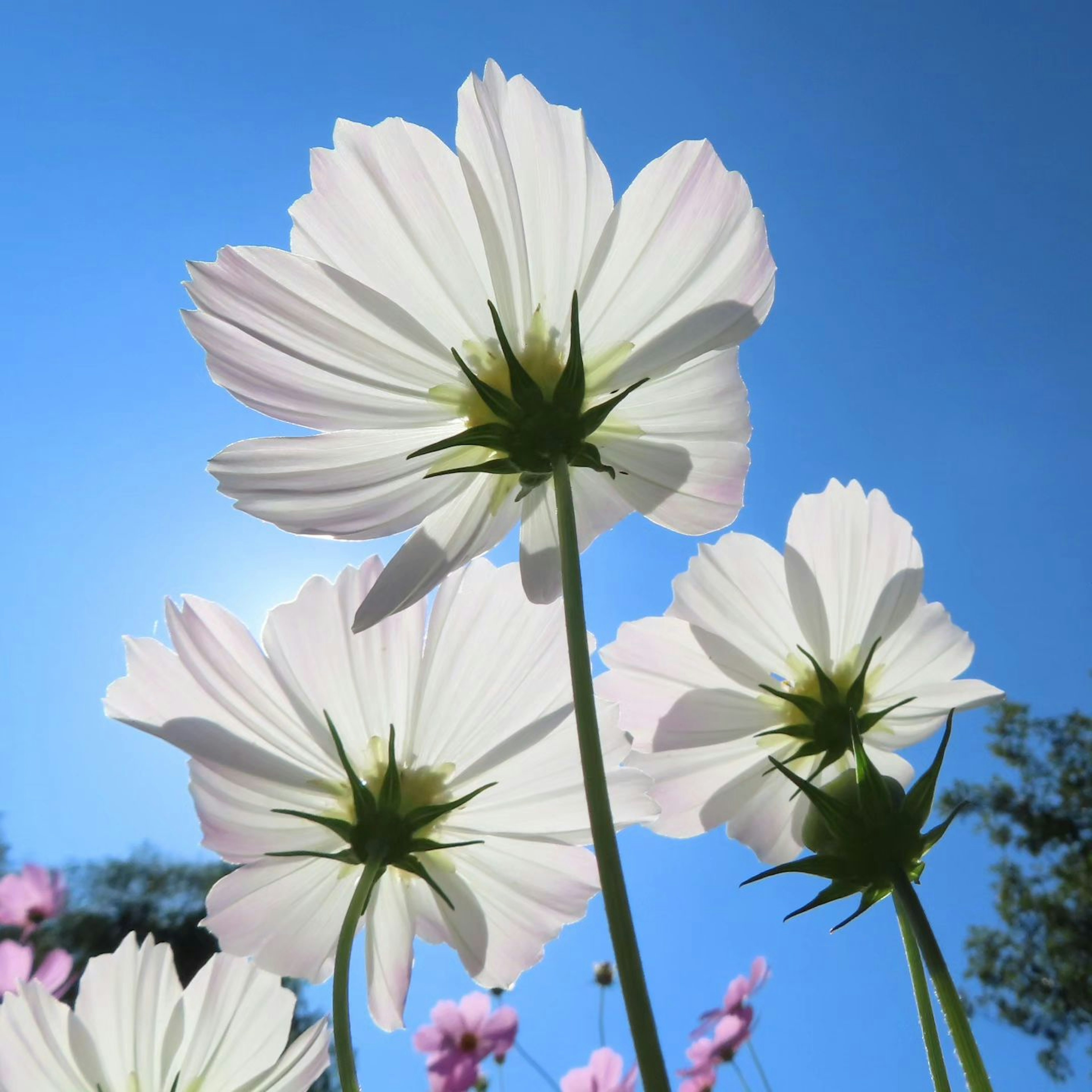 Fiori bianchi che sbocciano contro un cielo blu