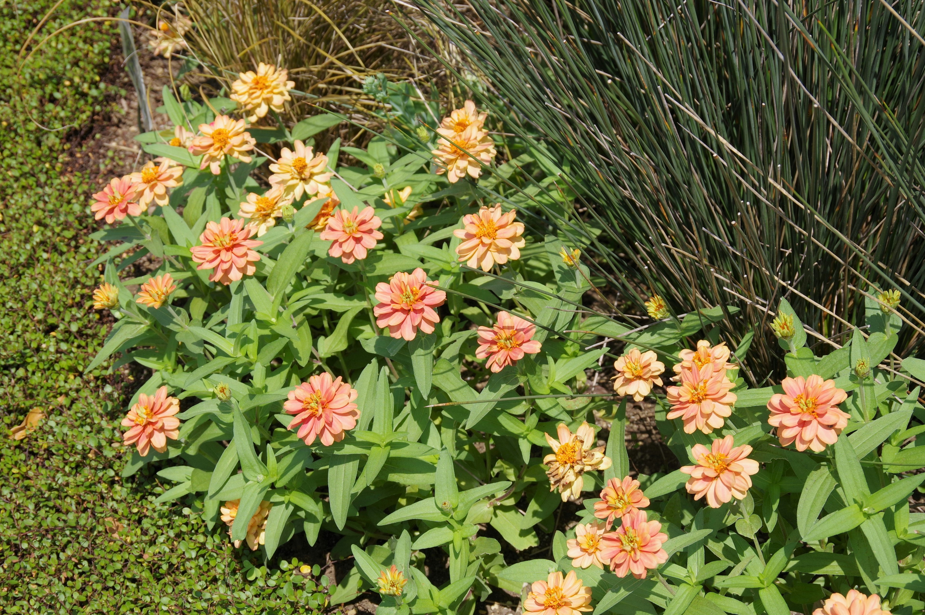 オレンジ色の花が咲く植物の群れと緑の葉が見える