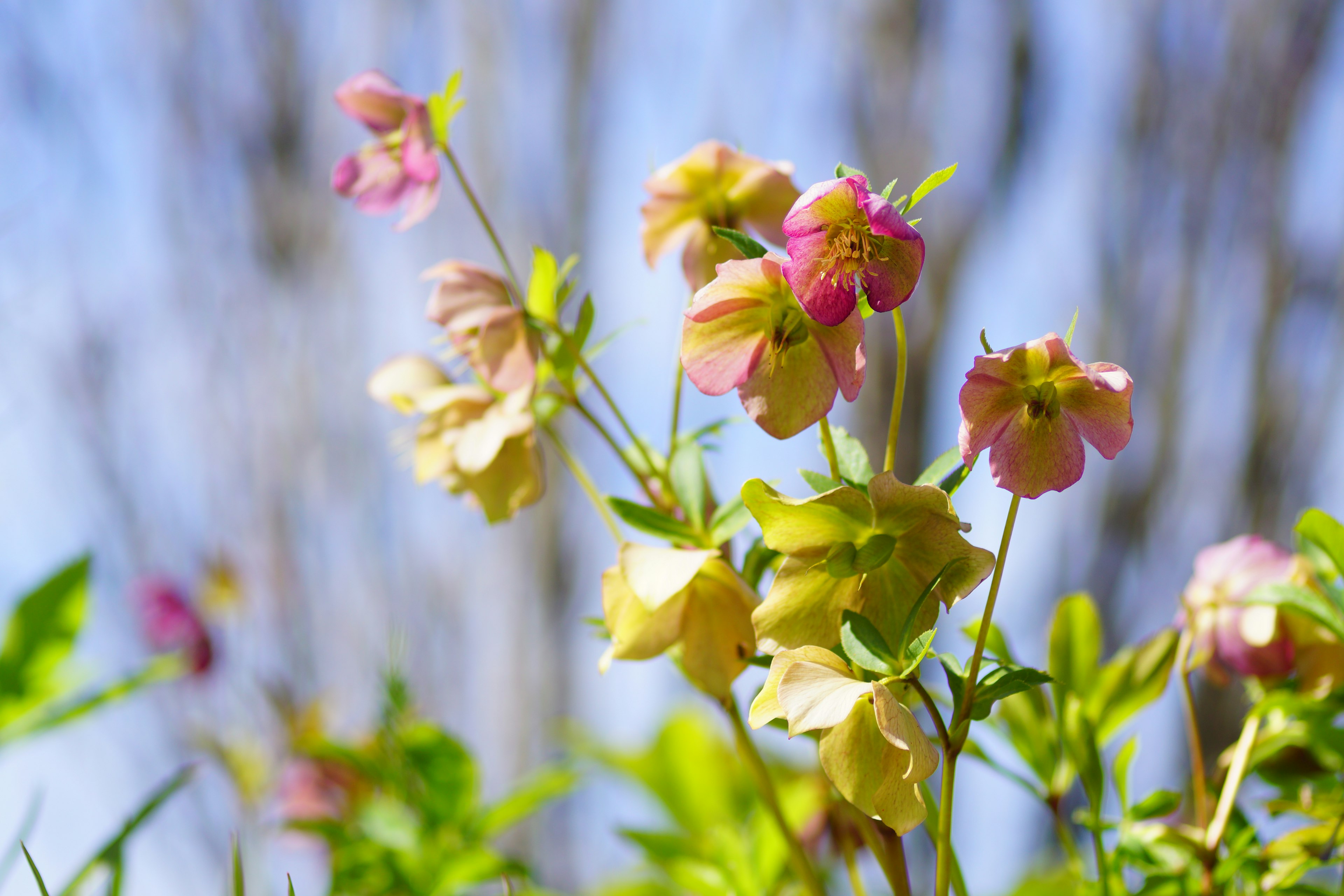 Nahaufnahme von rosa und gelben Blumen, die unter einem blauen Himmel blühen