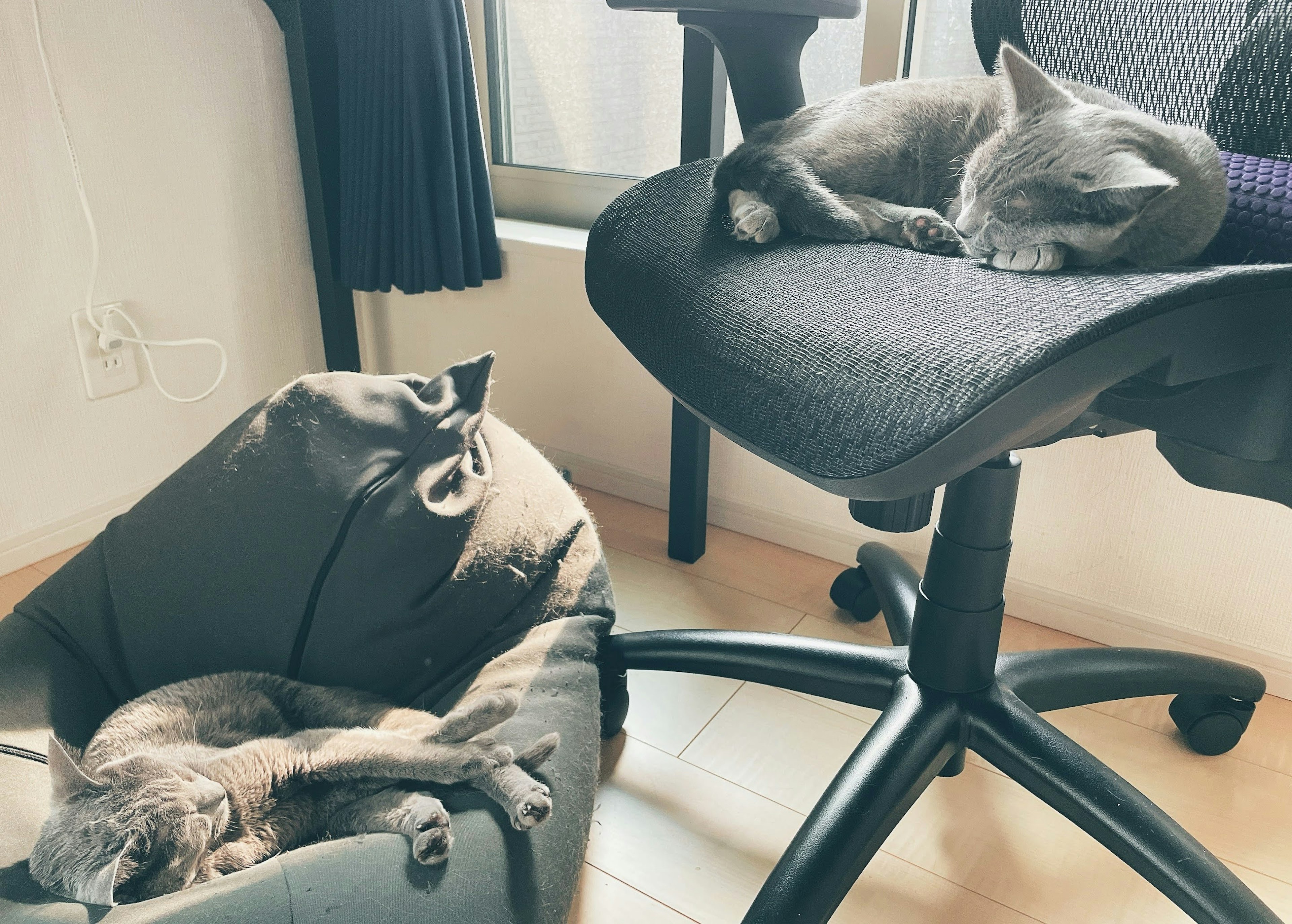 Two gray cats sleeping on a chair and a bed