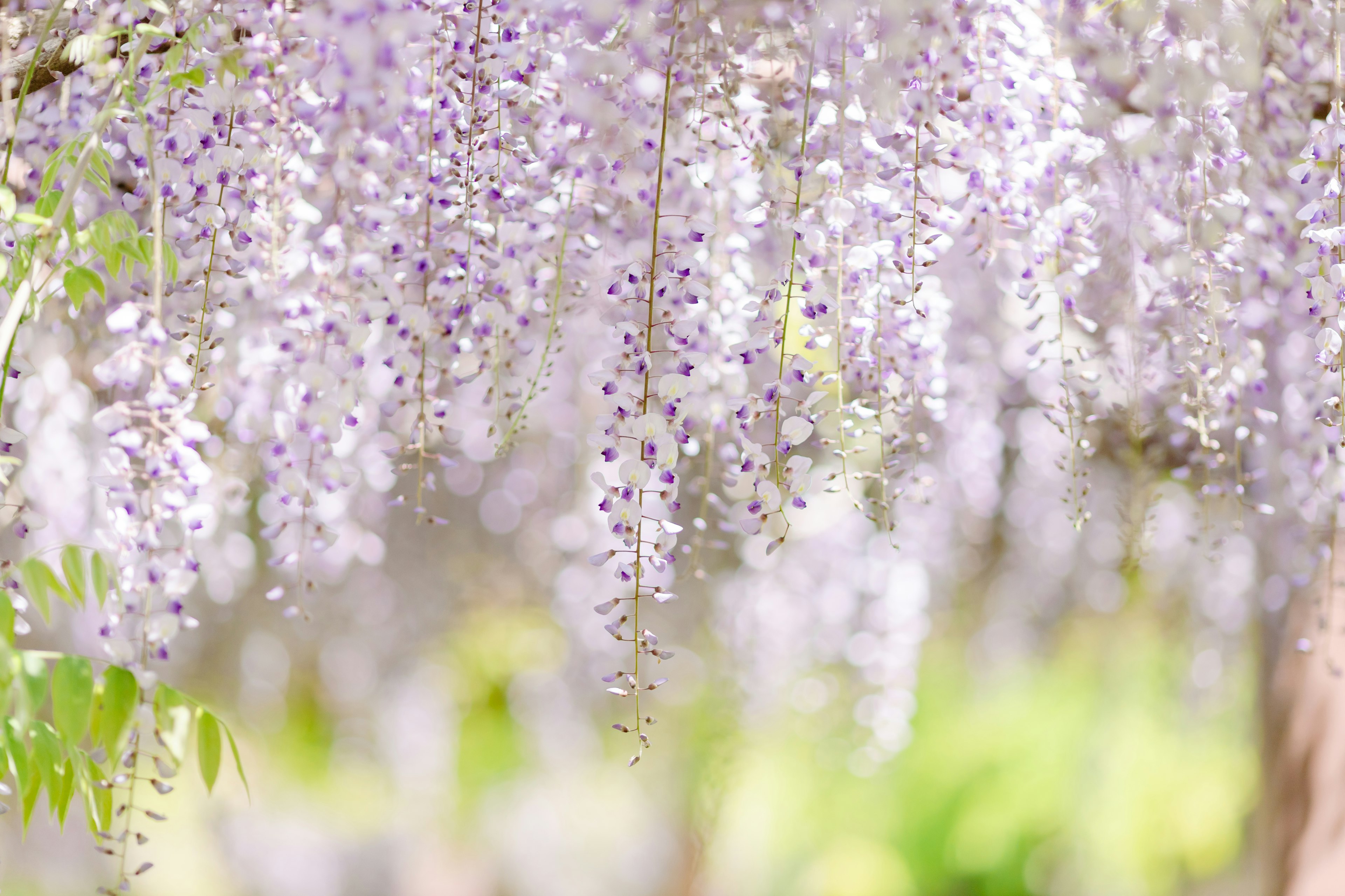 Hermosa escena de flores de glicinia lavanda colgantes