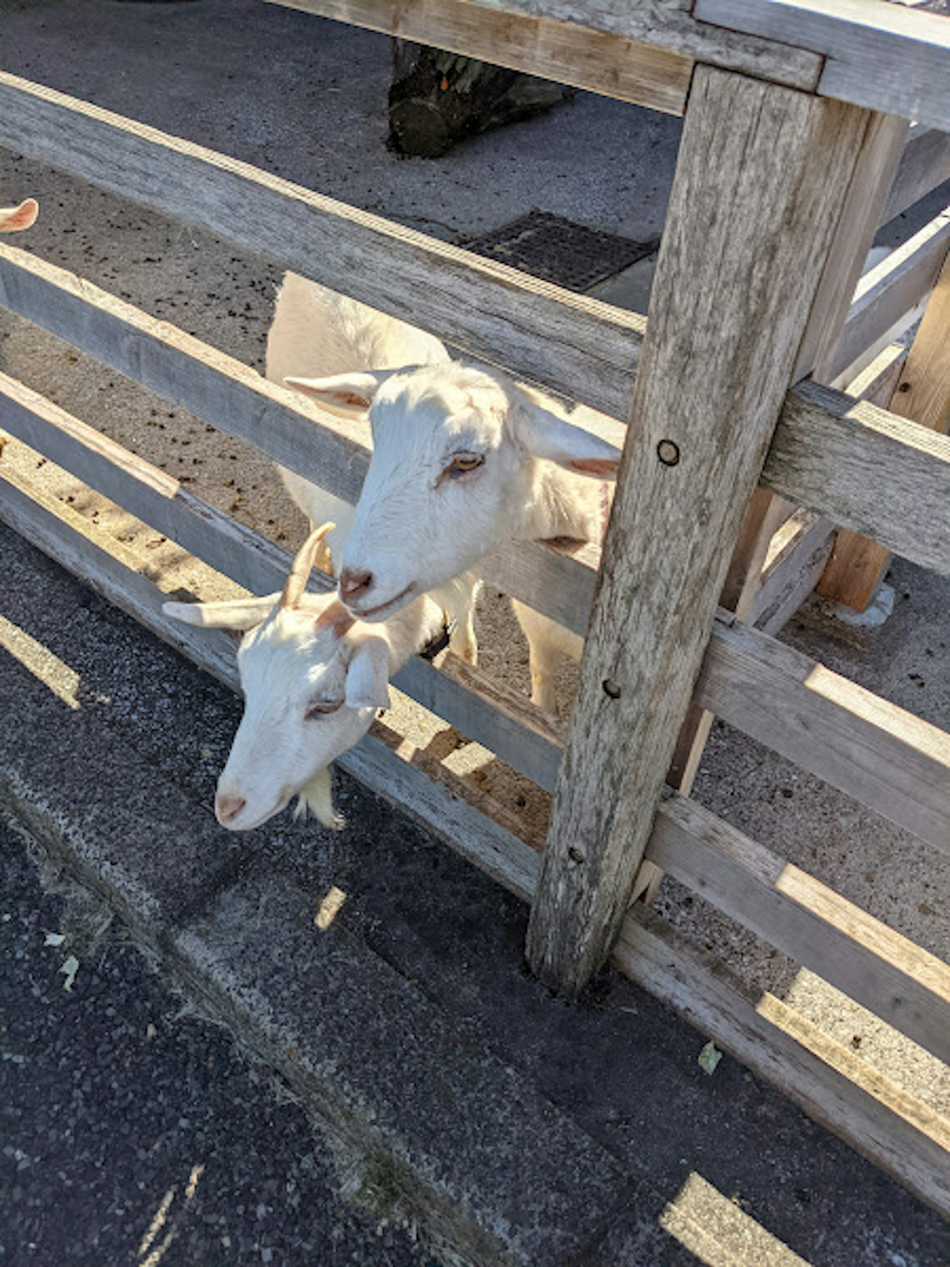 Two white goats peeking through a wooden fence