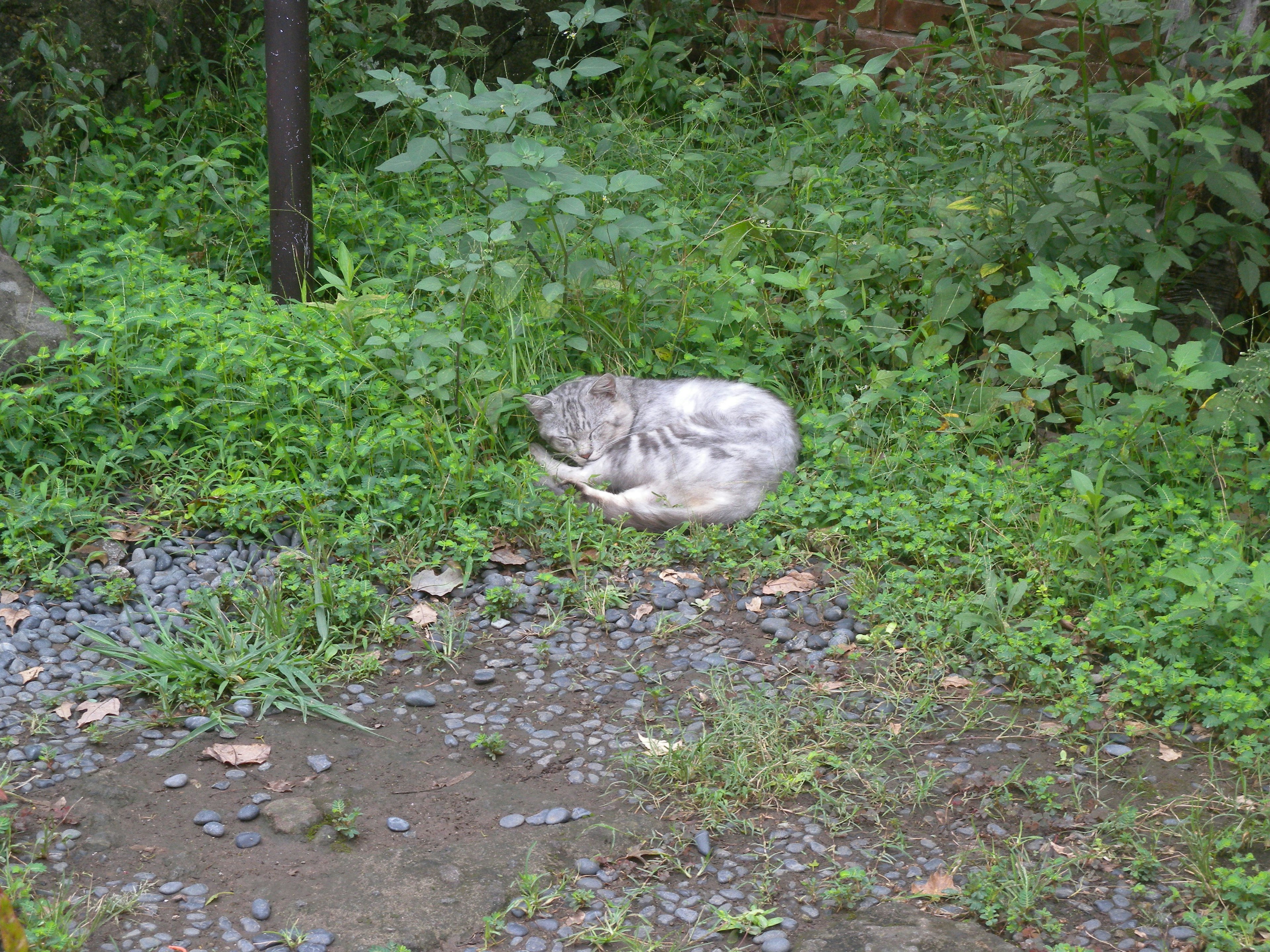 Animal gris enroulé dans l'herbe