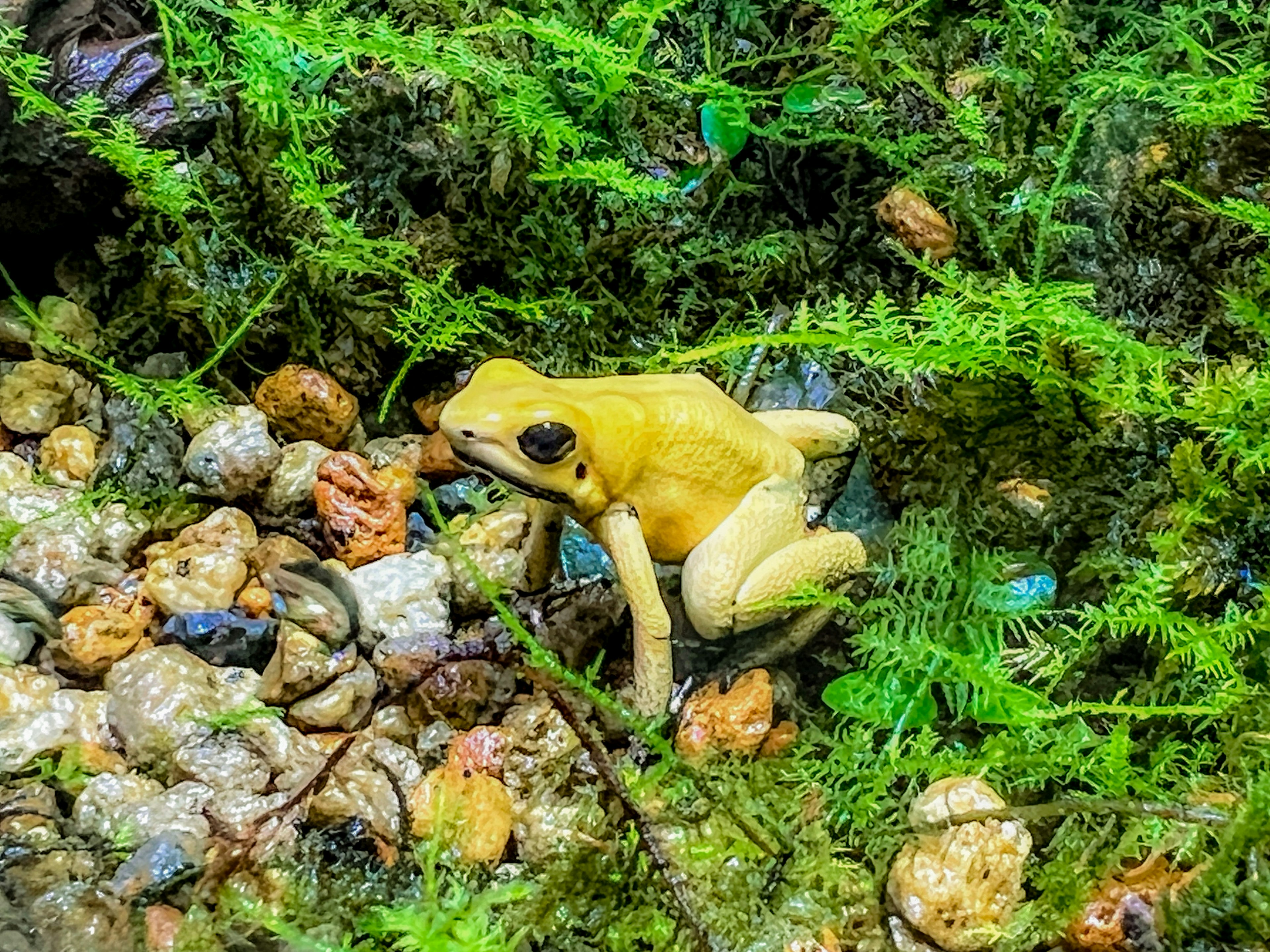 Una rana amarilla rodeada de piedras y plantas verdes