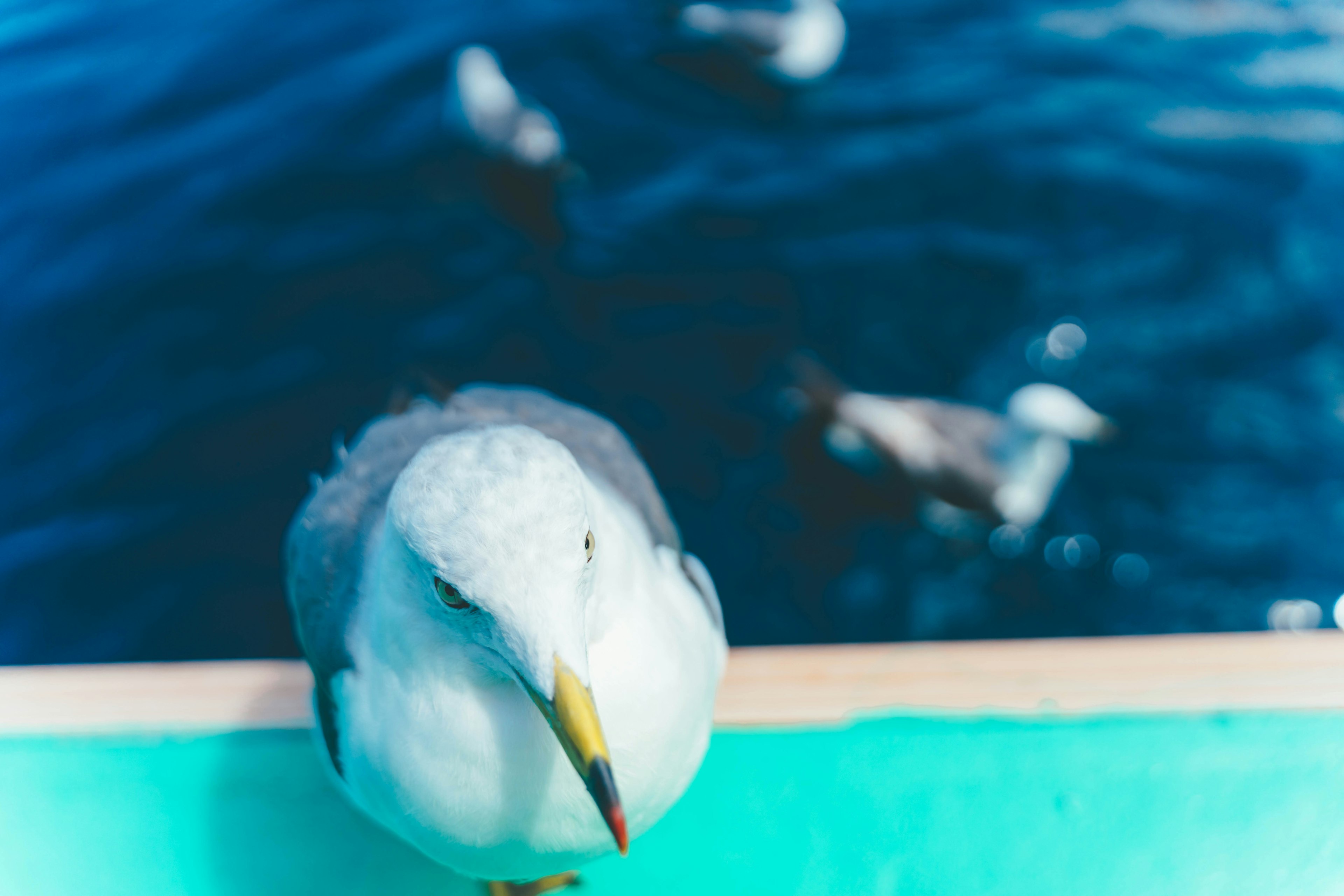 Gros plan d'une mouette sur un bateau avec un fond d'eau bleue