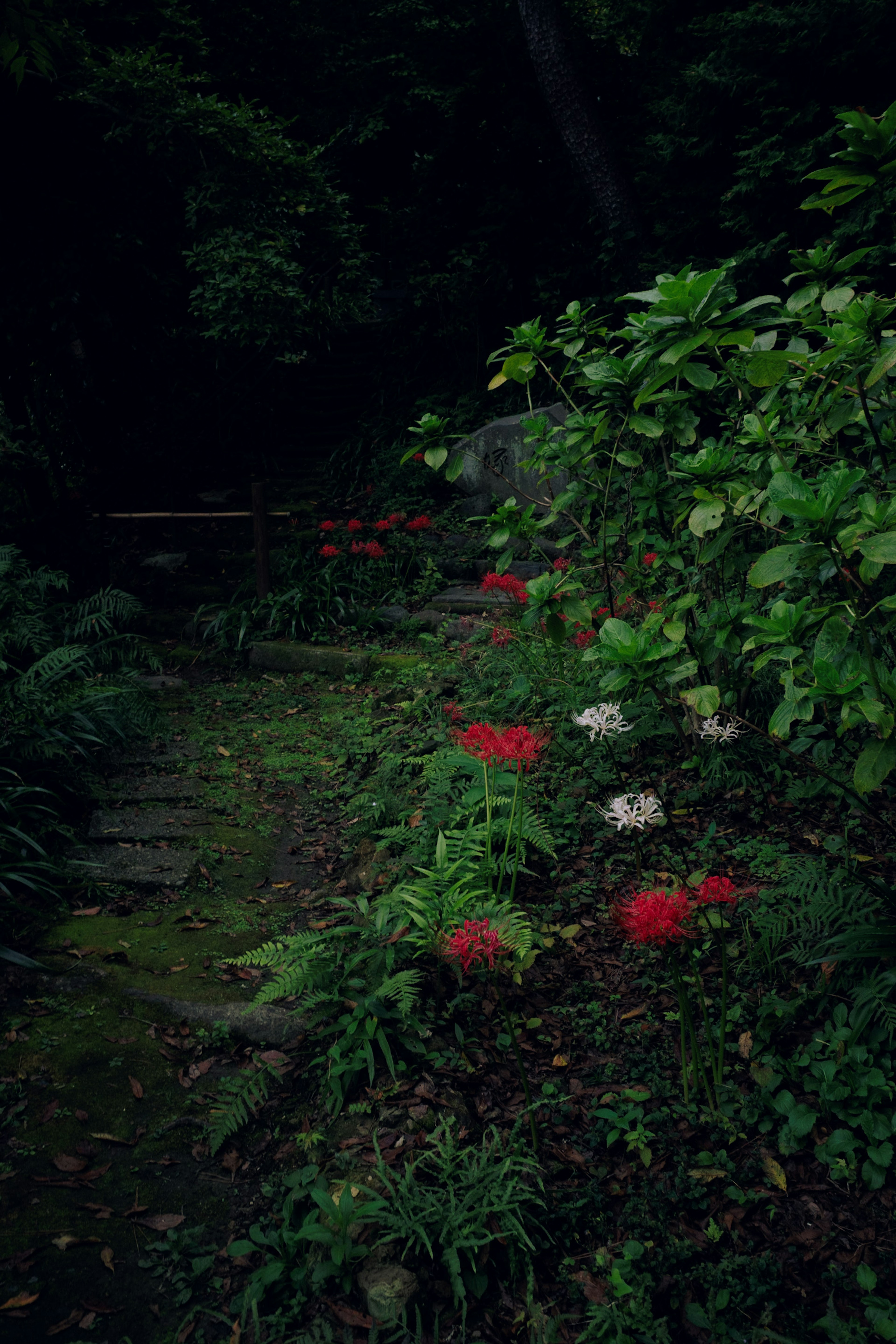 Végétation luxuriante entourant un chemin avec des fleurs rouges et blanches en fleurs