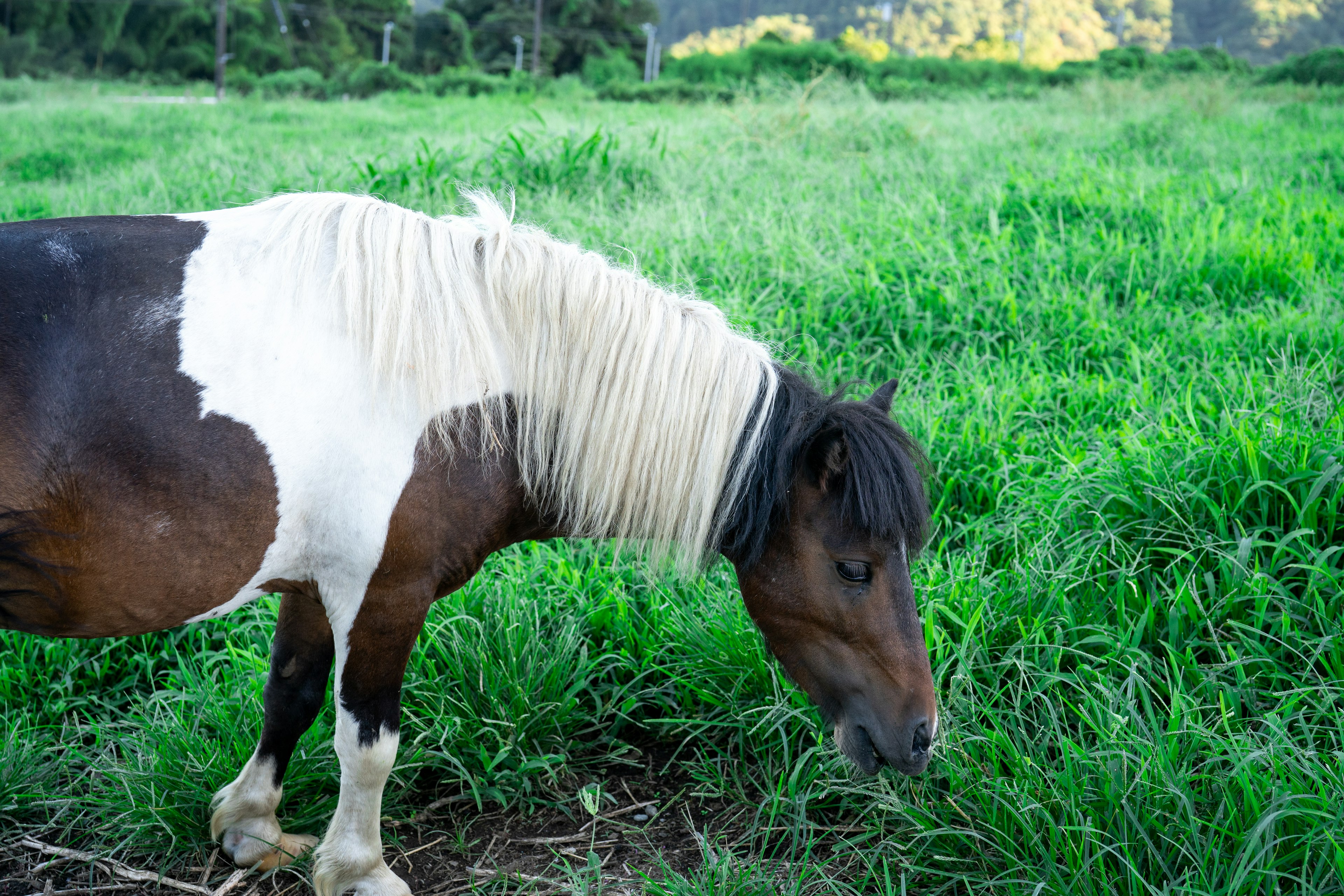 Ein braunes und weißes Pferd, das auf grünem Gras weidet